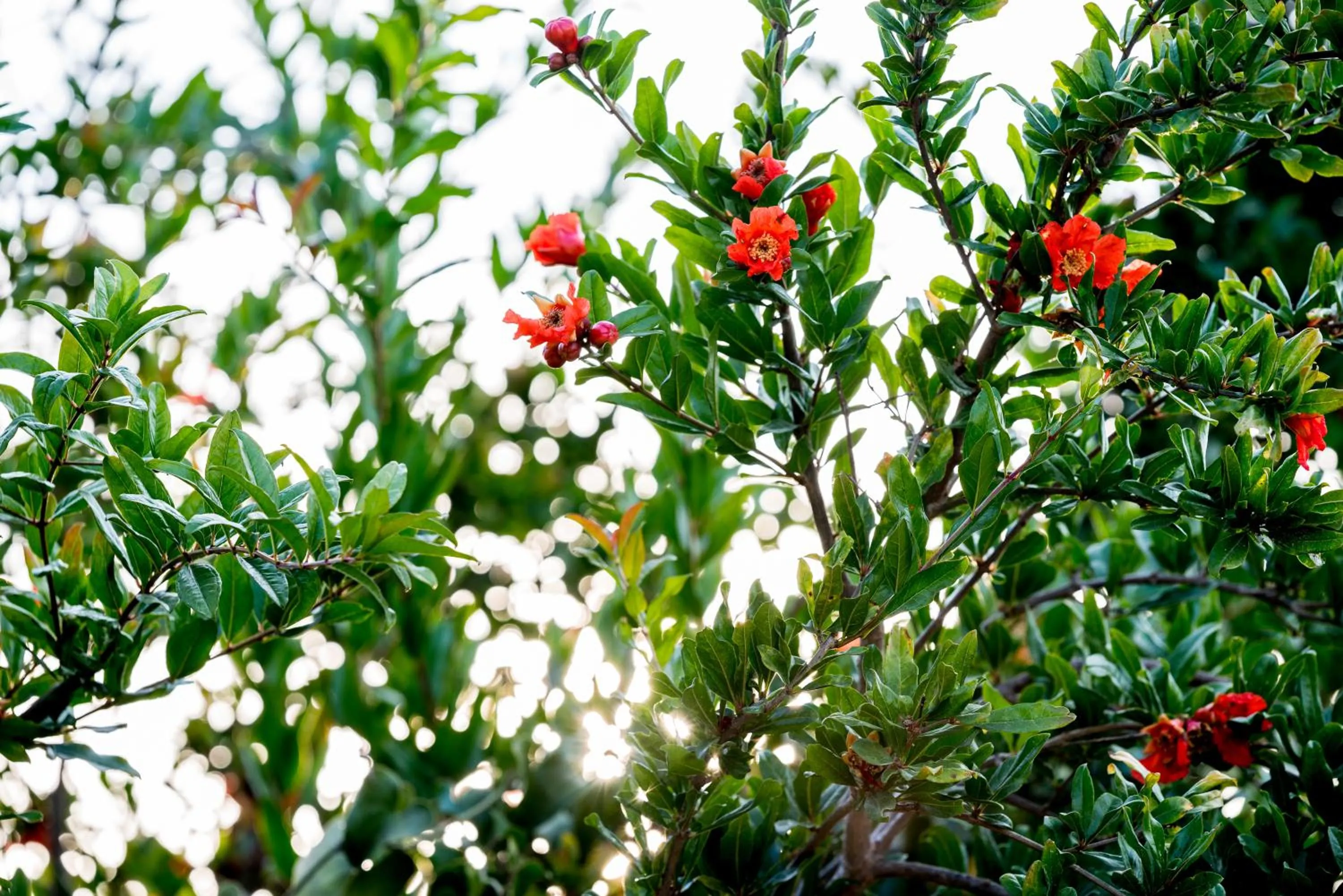 Garden in santa potenza