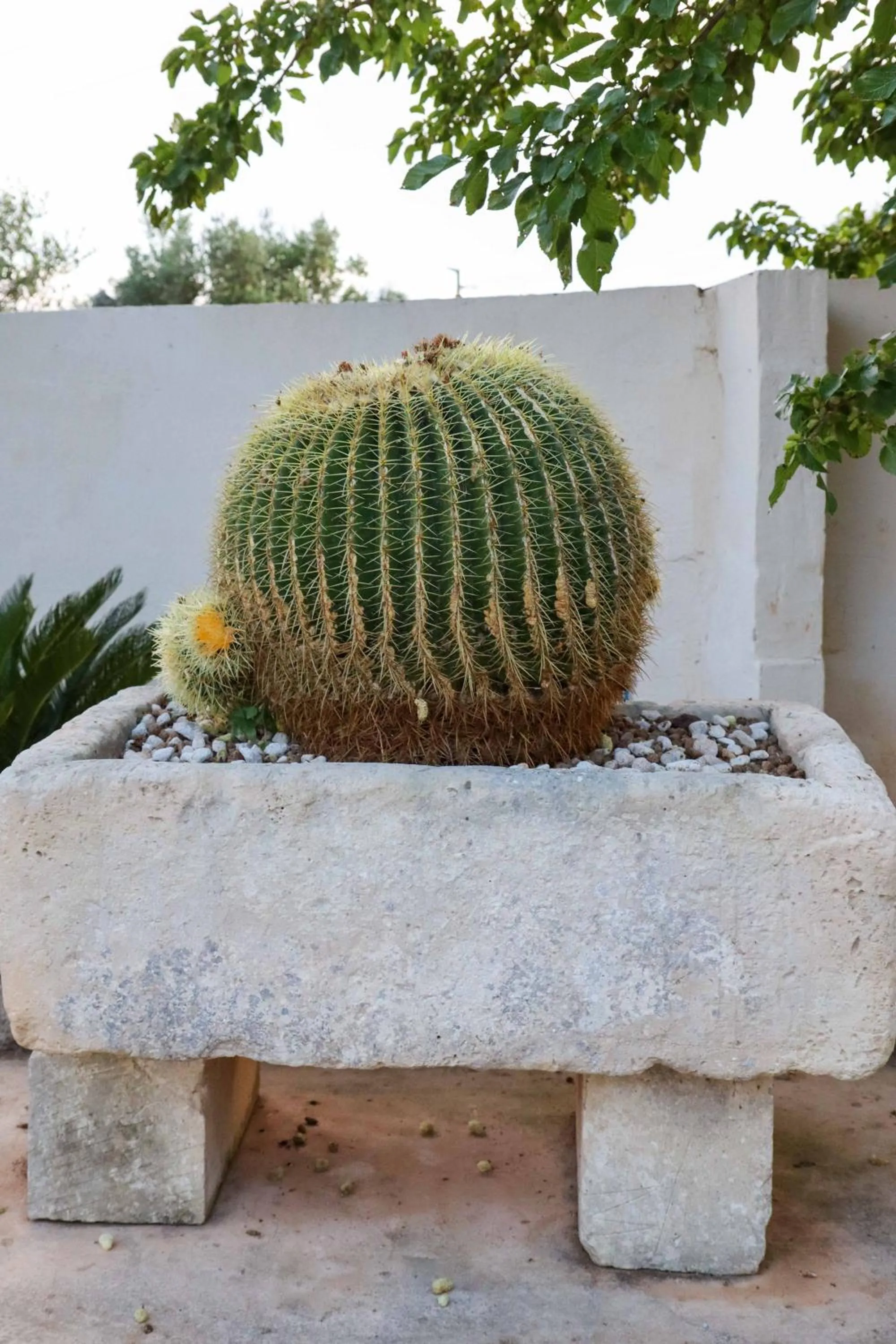 Garden in santa potenza