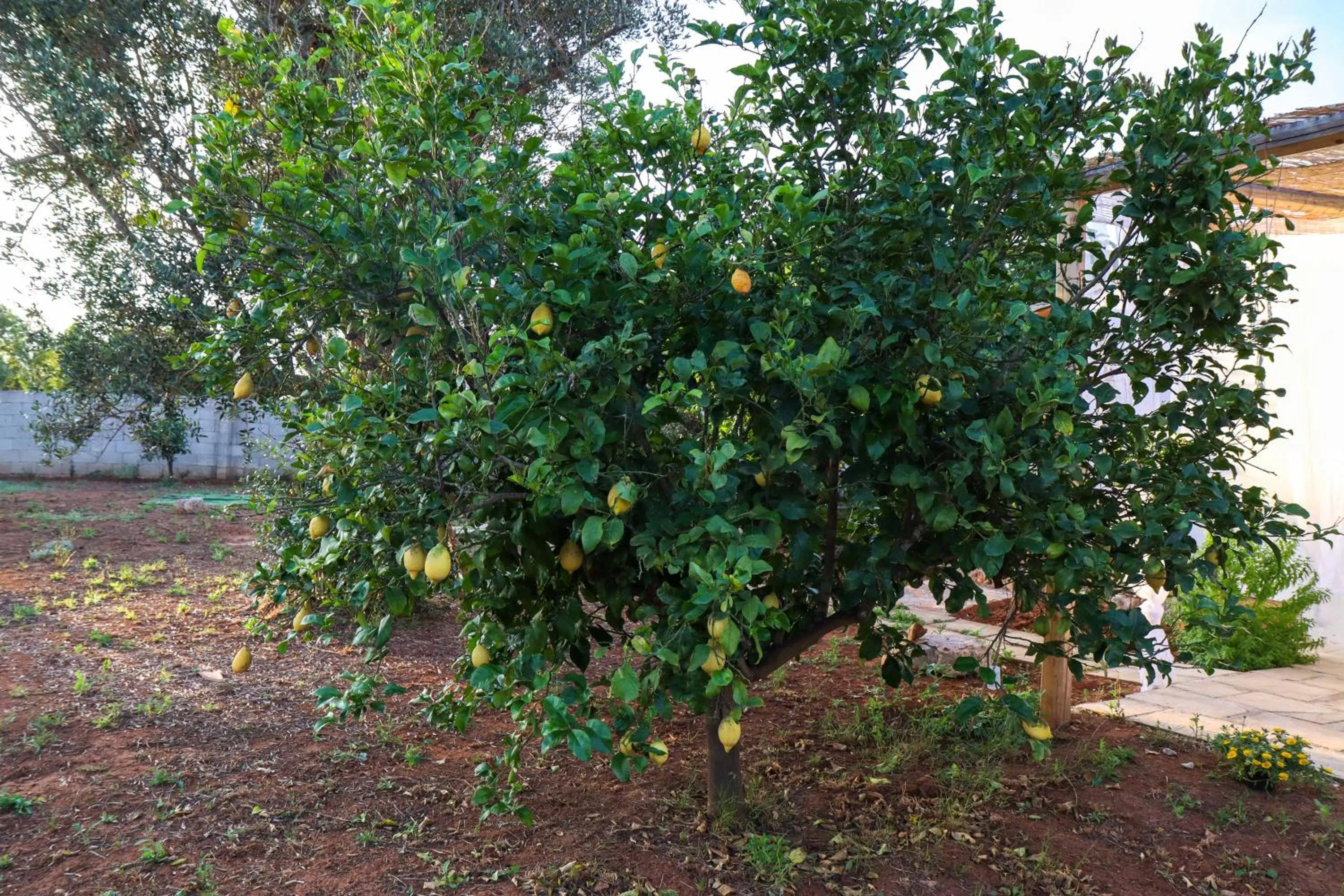 Garden in santa potenza