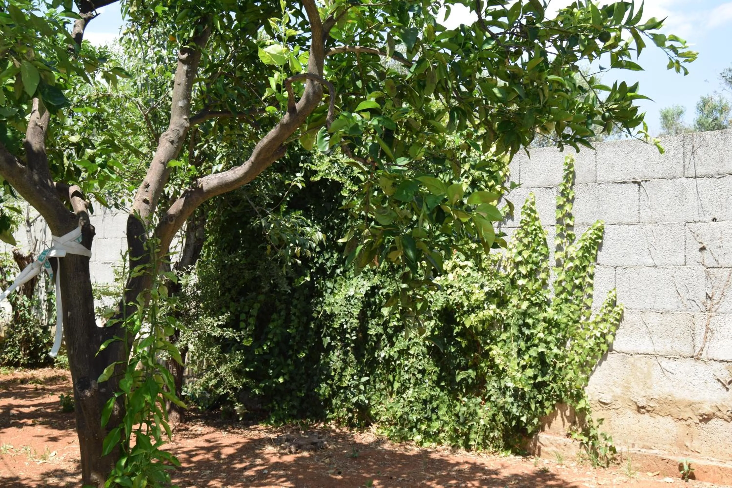 Garden in santa potenza