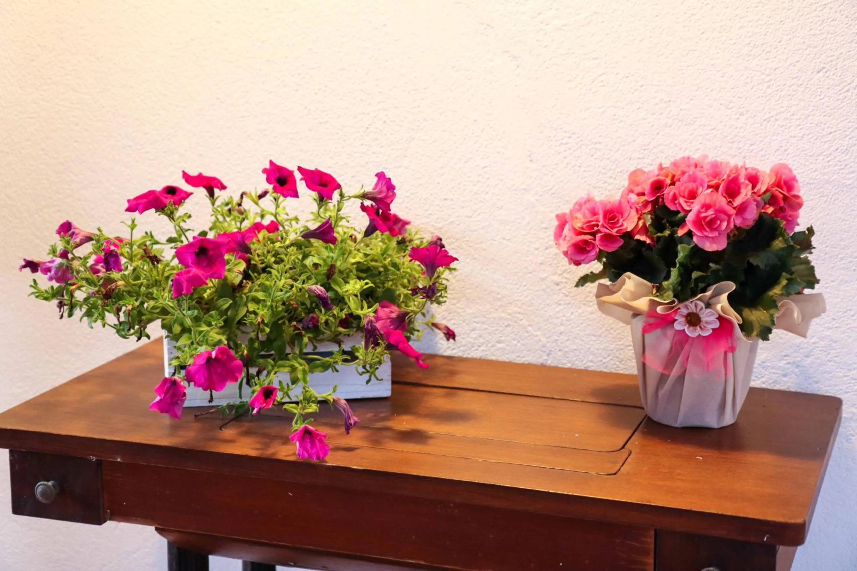 Garden in santa potenza