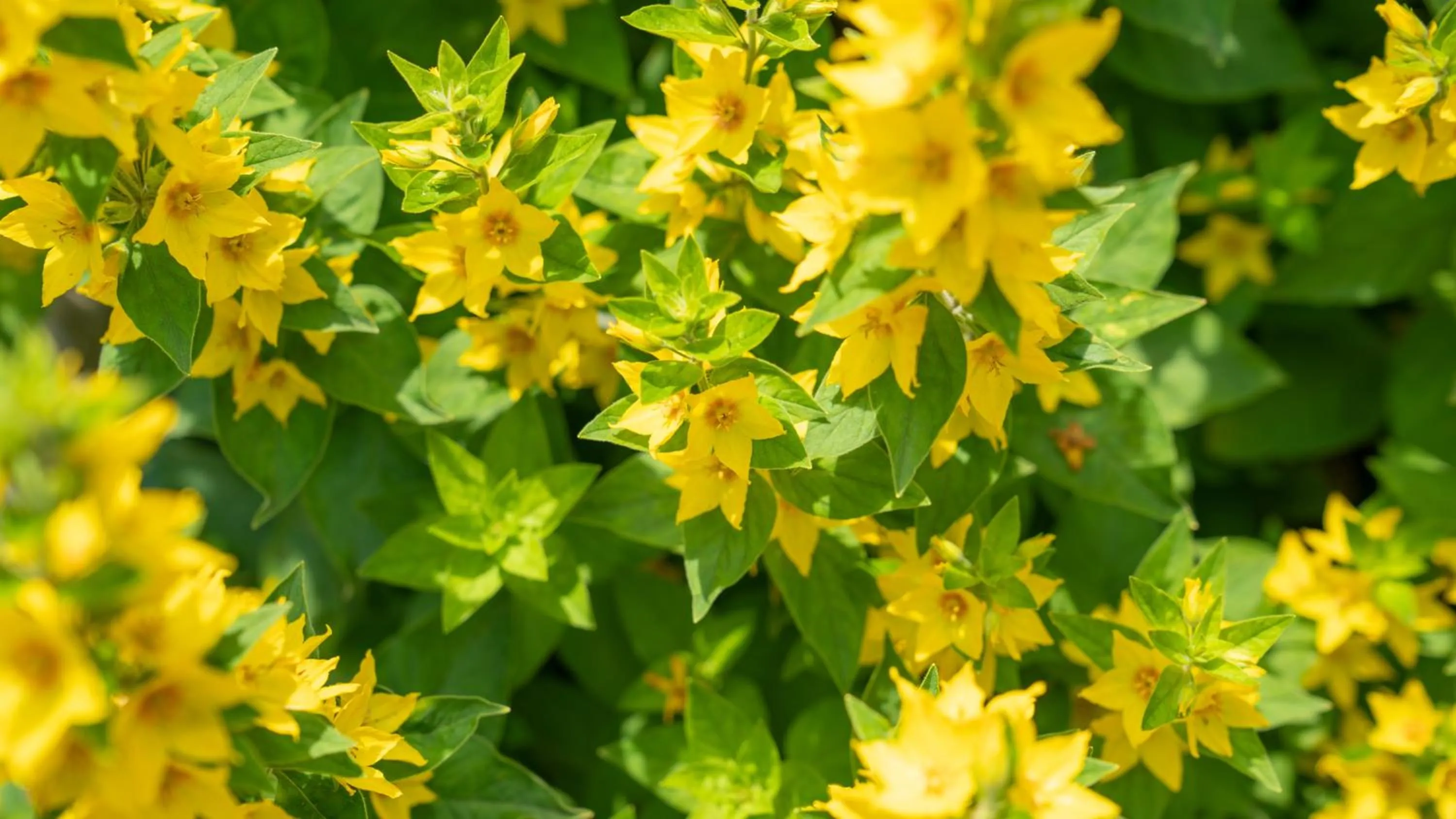 Garden in De Anselier