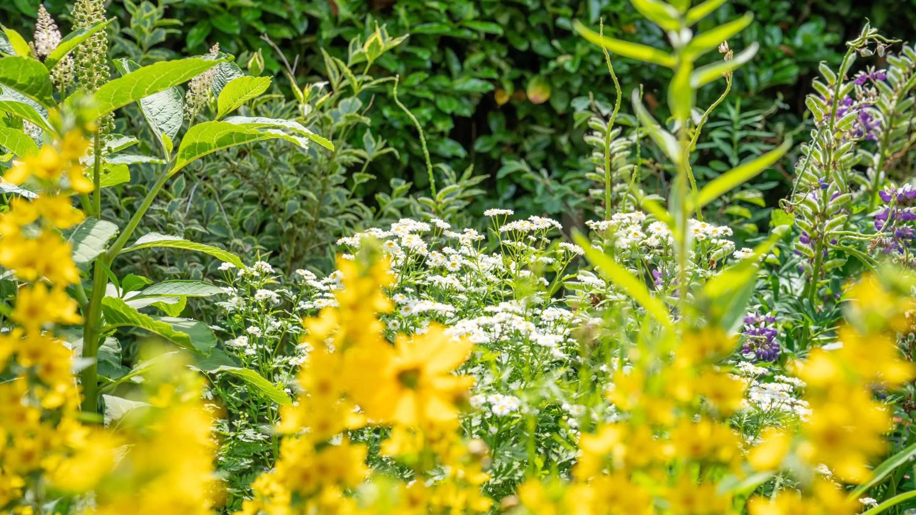 Summer in De Anselier