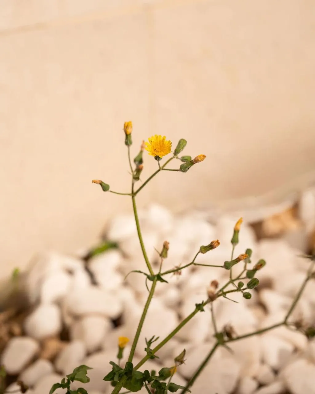 Day in Fiftyfour West Boutique Living