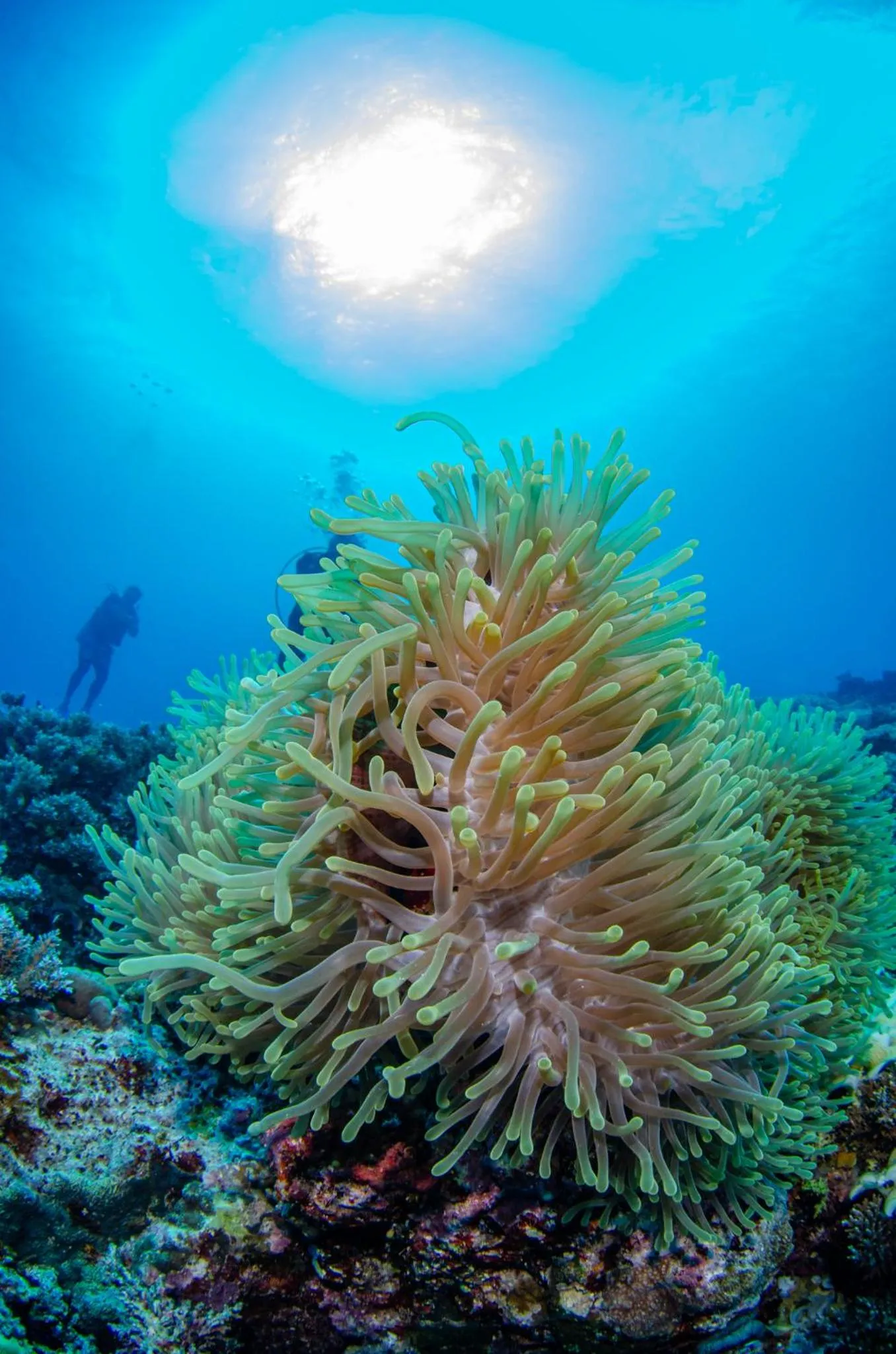 Tranquility Island Eco Dive Resort