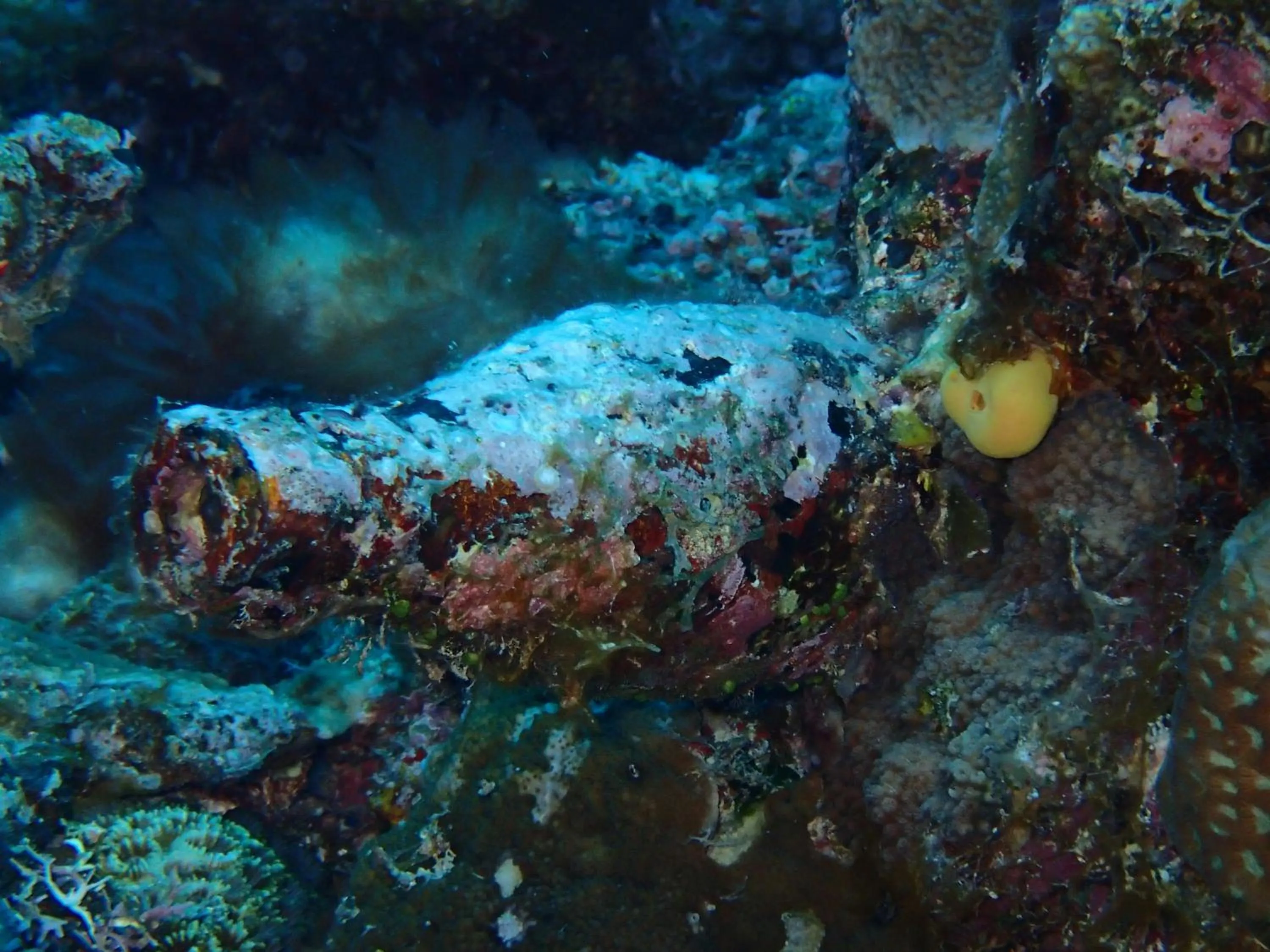 Diving in Tranquility Island Eco Dive Resort