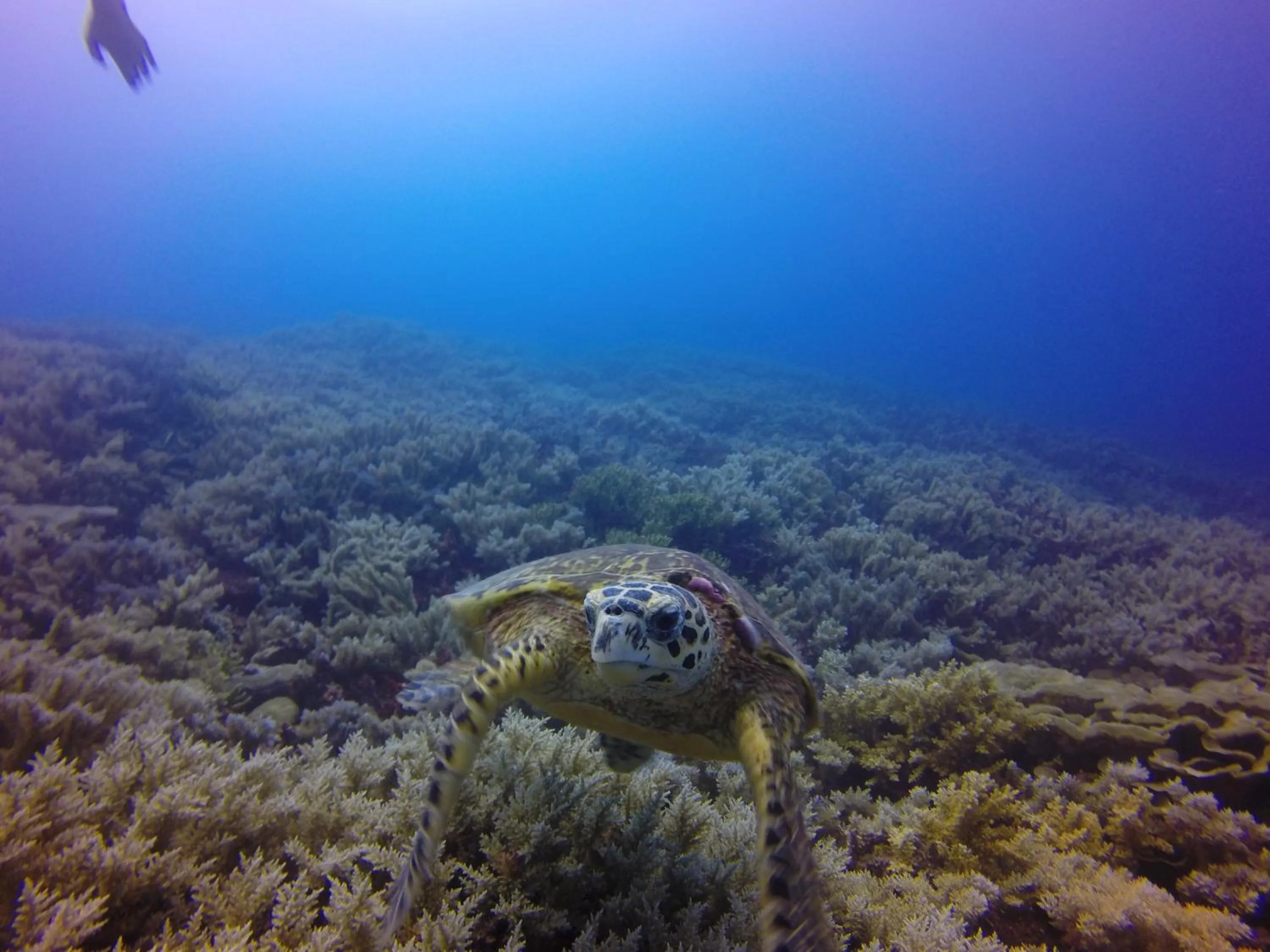 Snorkeling in Tranquility Island Eco Dive Resort