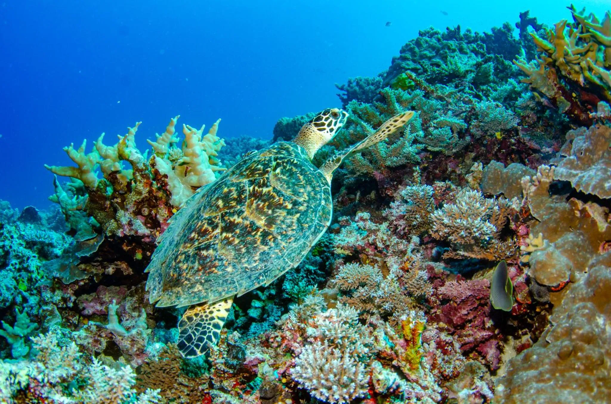 Animals in Tranquility Island Eco Dive Resort