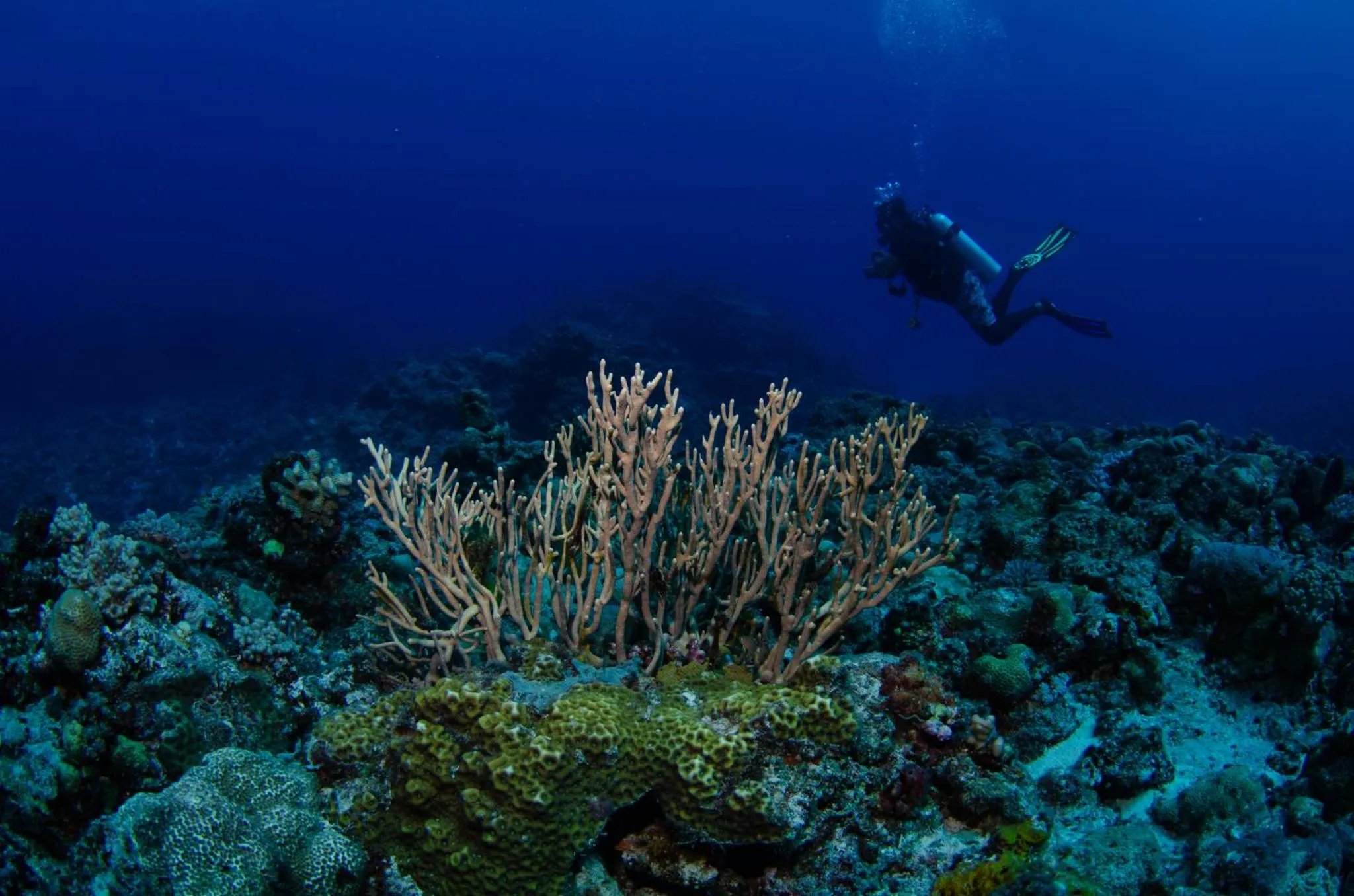 People in Tranquility Island Eco Dive Resort