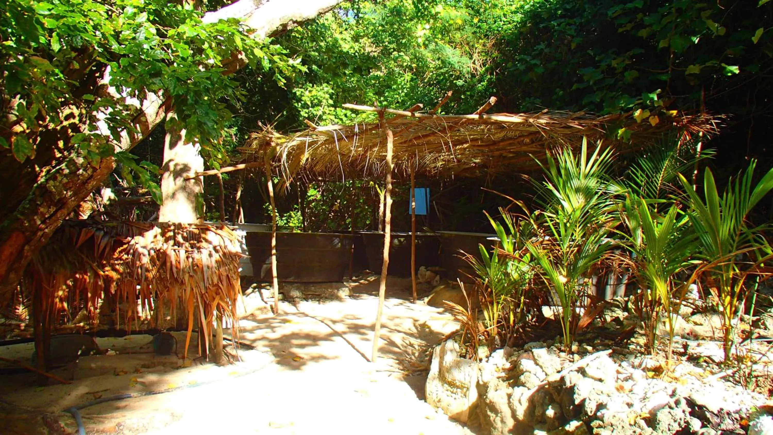 Animals in Tranquility Island Eco Dive Resort