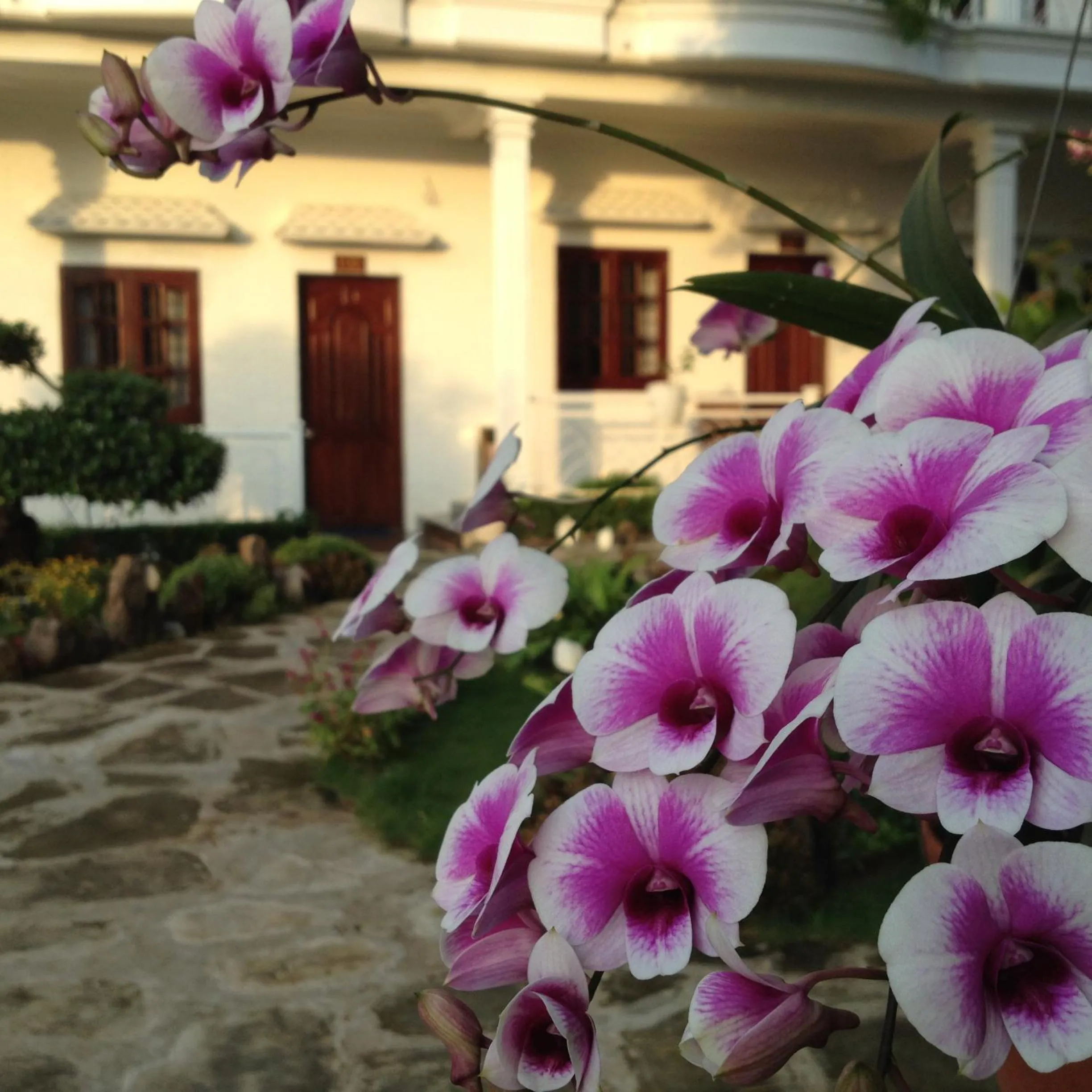 Garden in Suncosy Central Hotel