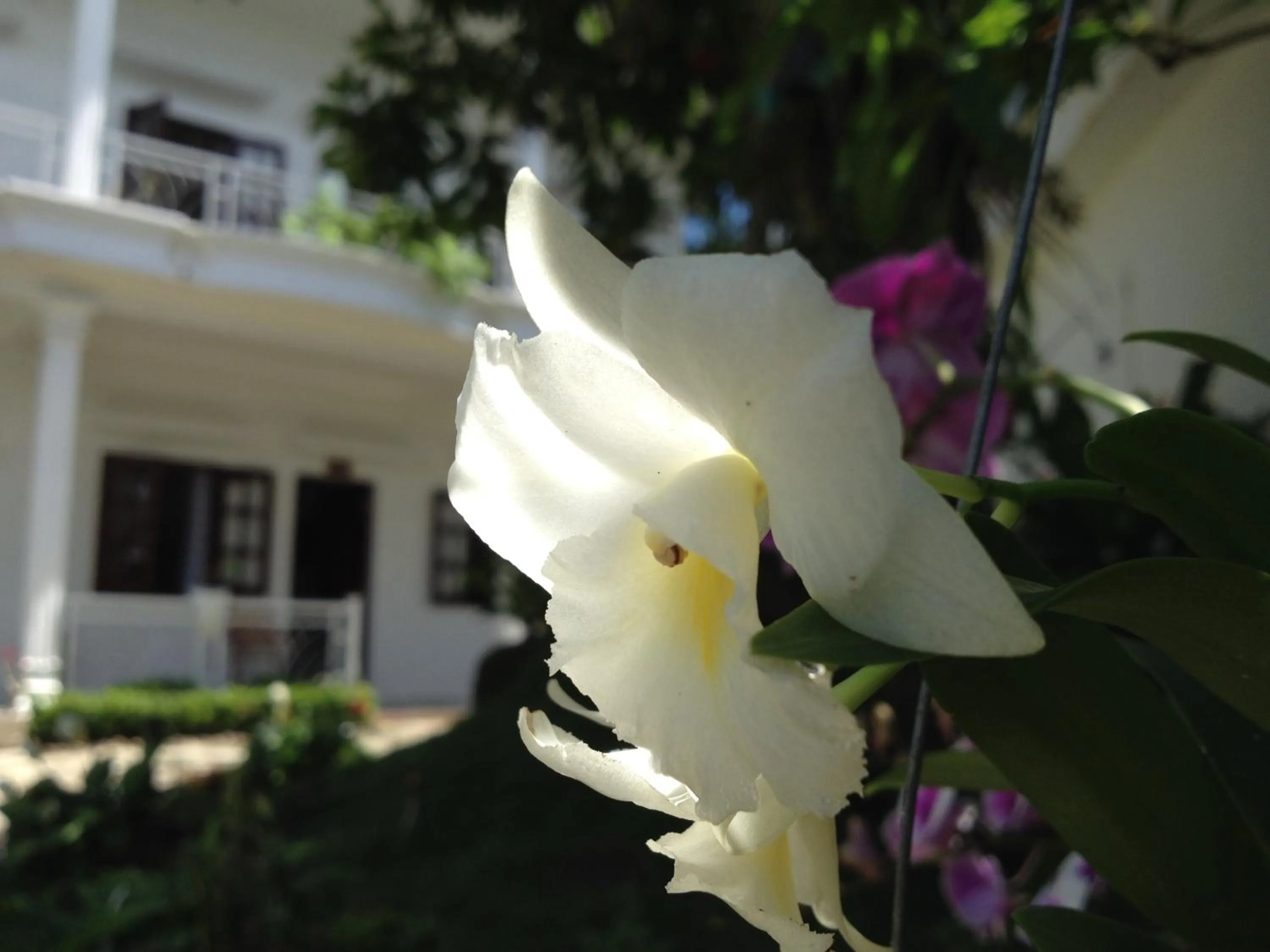 Garden in Suncosy Central Hotel