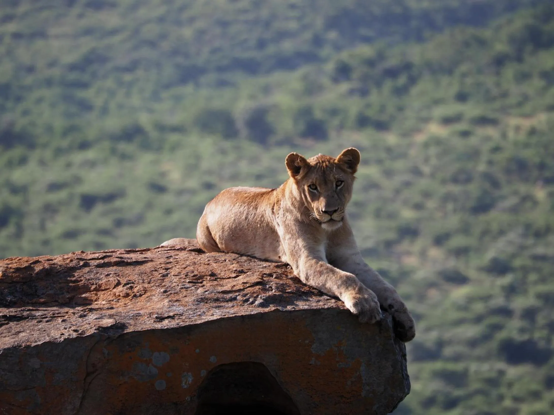 Animals in Whalesong Guest House