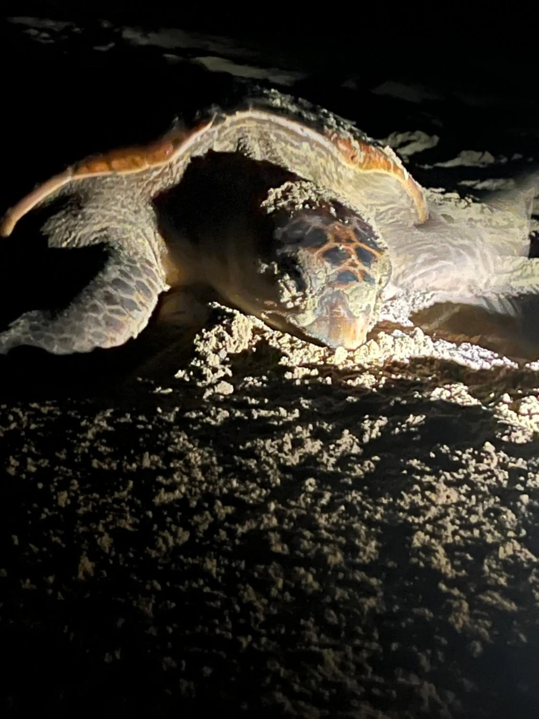 Animals in Whalesong Guest House