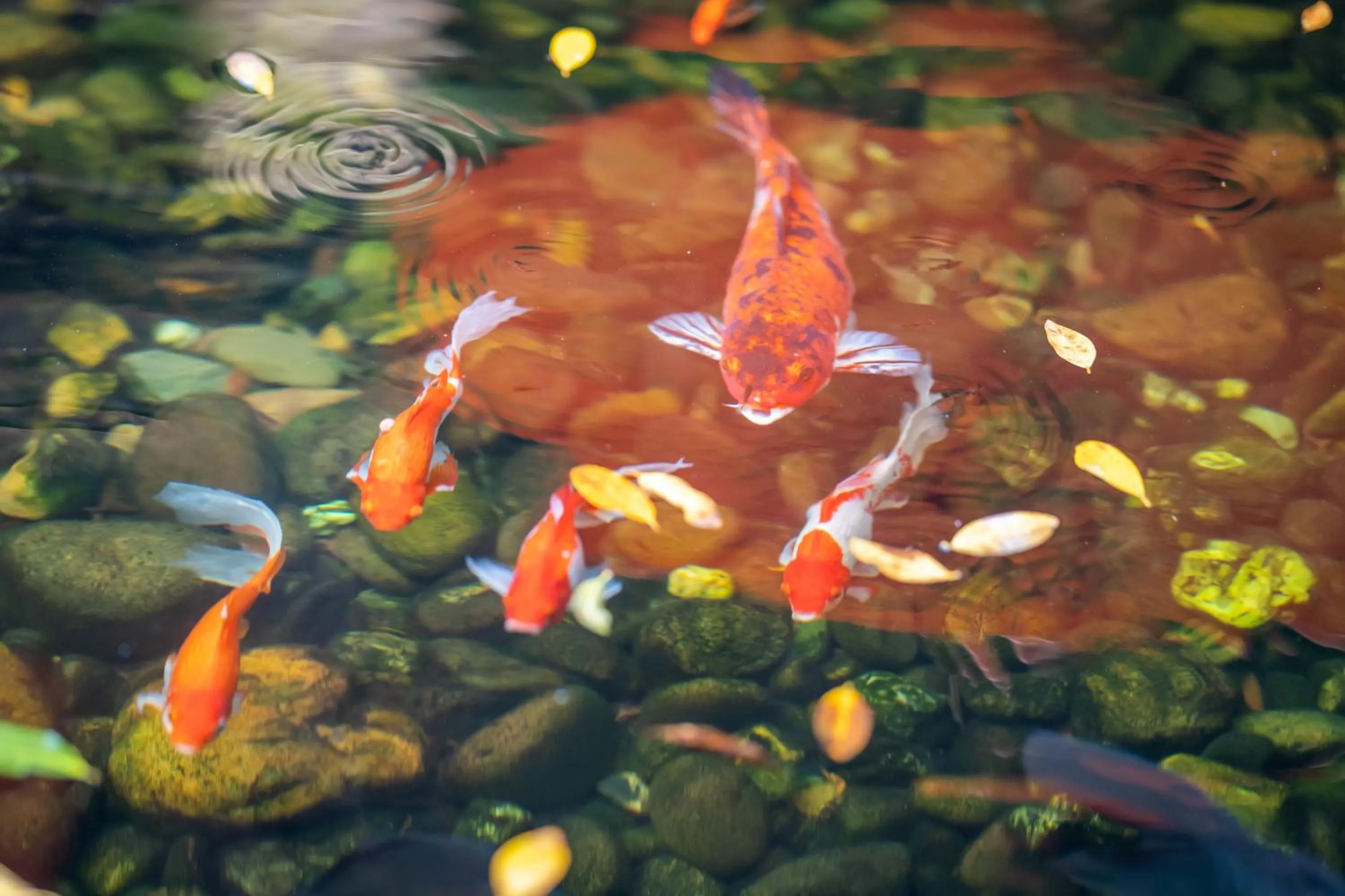 Garden in Sada Hotel