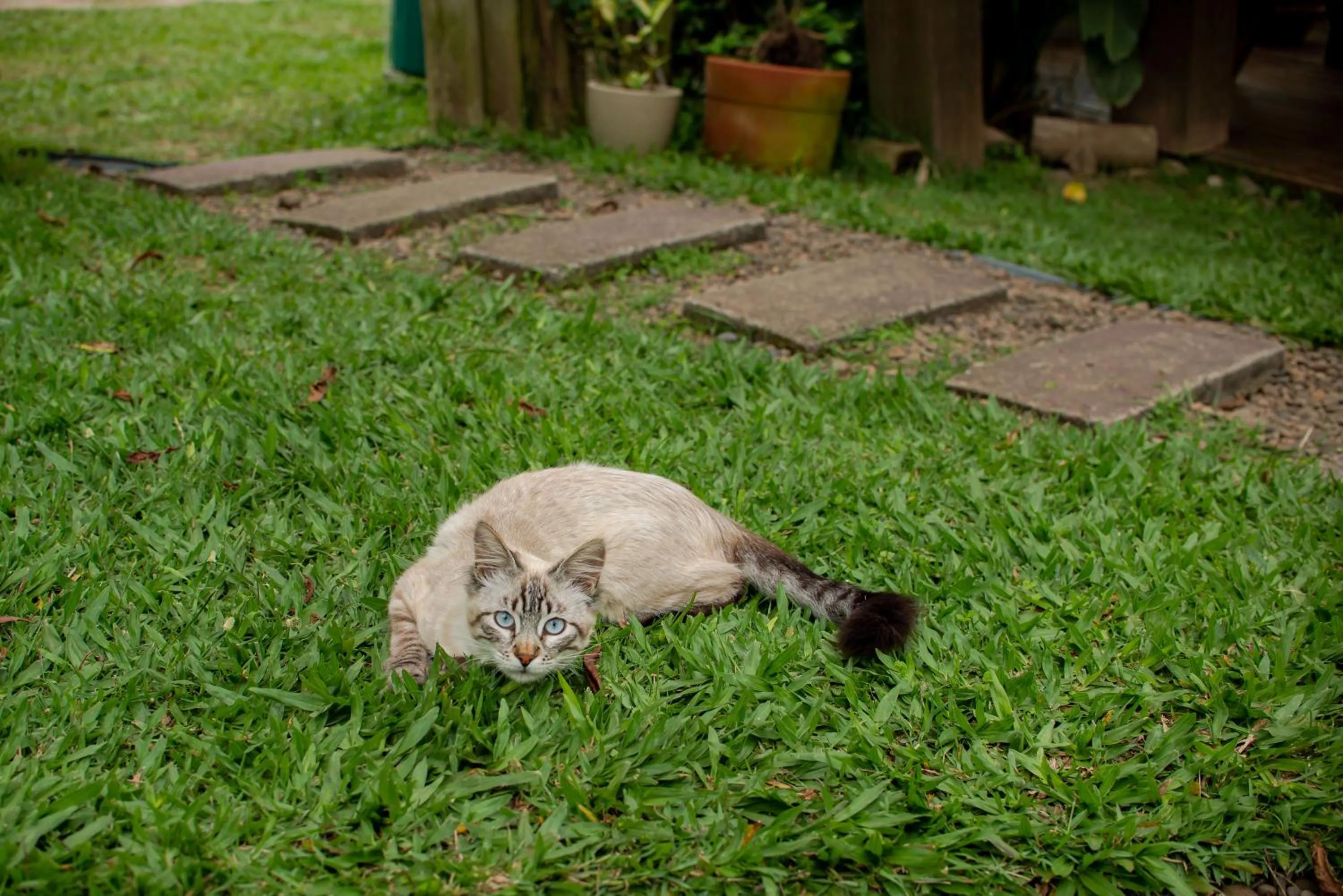 Pets in Pousada Cabanas Kaia Lua
