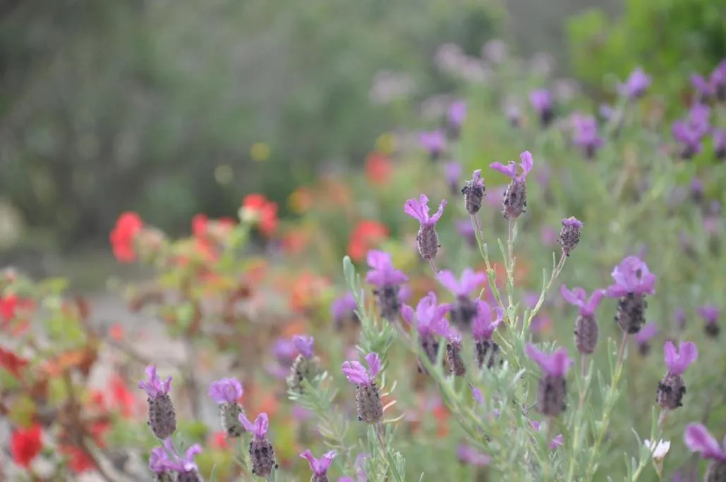 Garden in Hôtel Maora Village