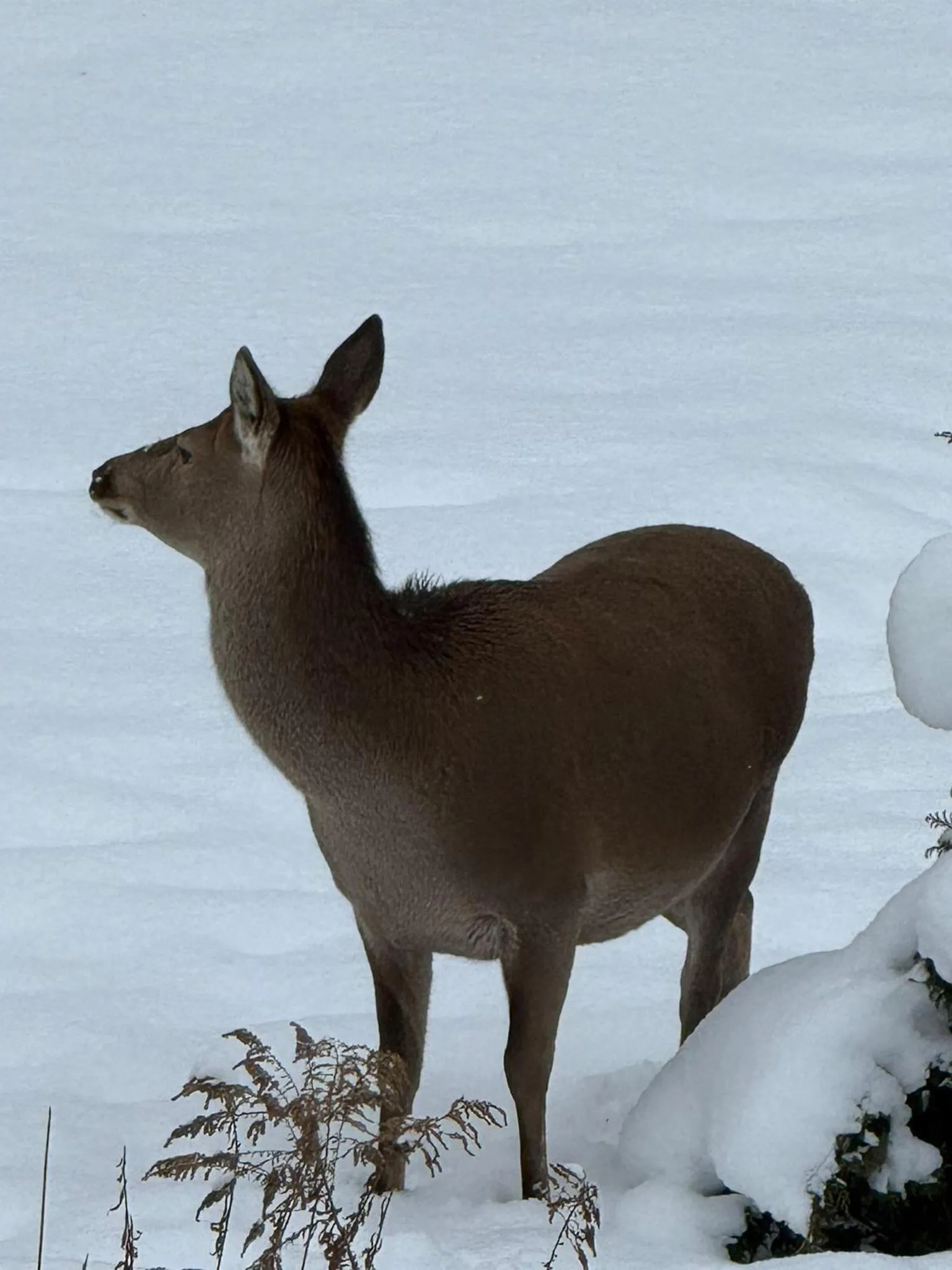 Willa u Kośle Zakopane sauna i bilard