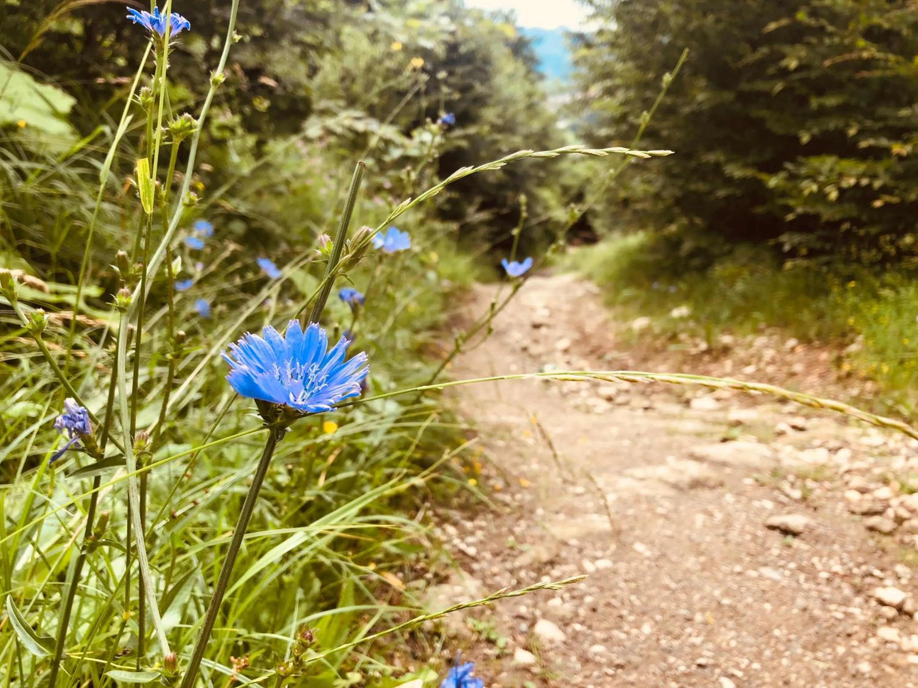 Hiking in Homy family house