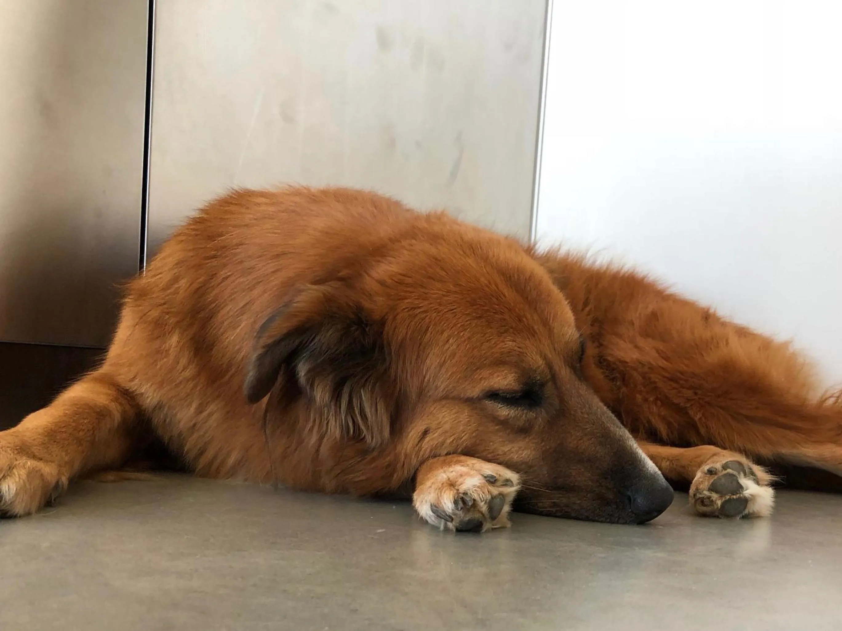 Animals in Da La Babi B&B