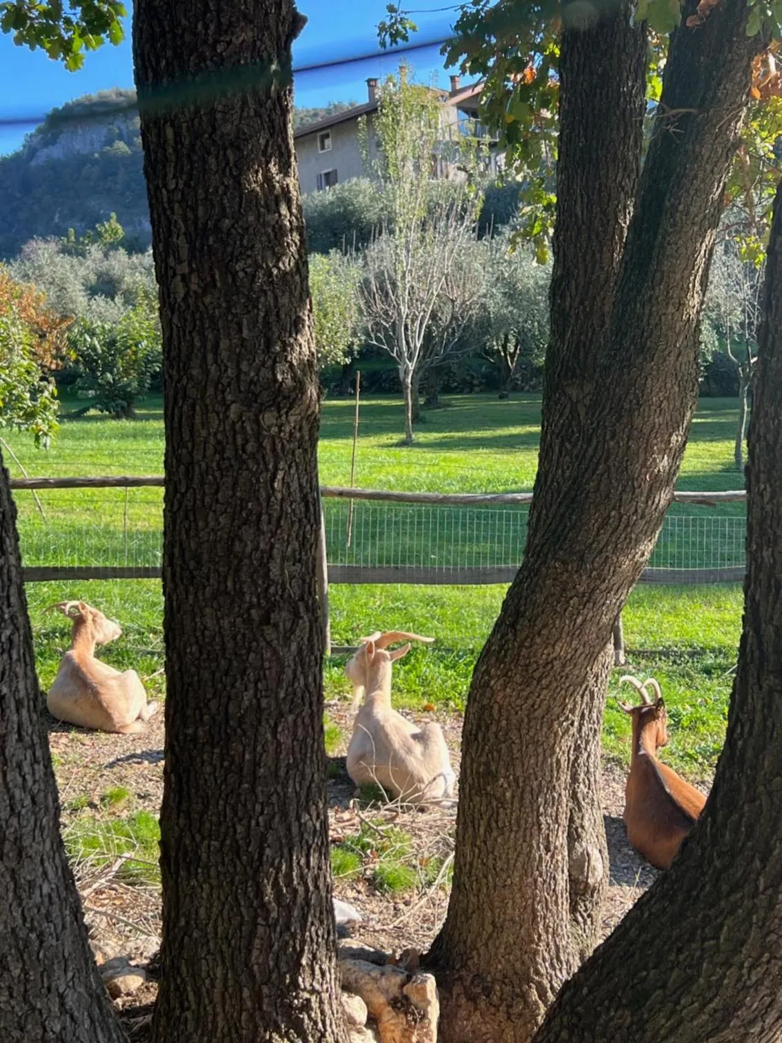 Animals in Da La Babi B&B