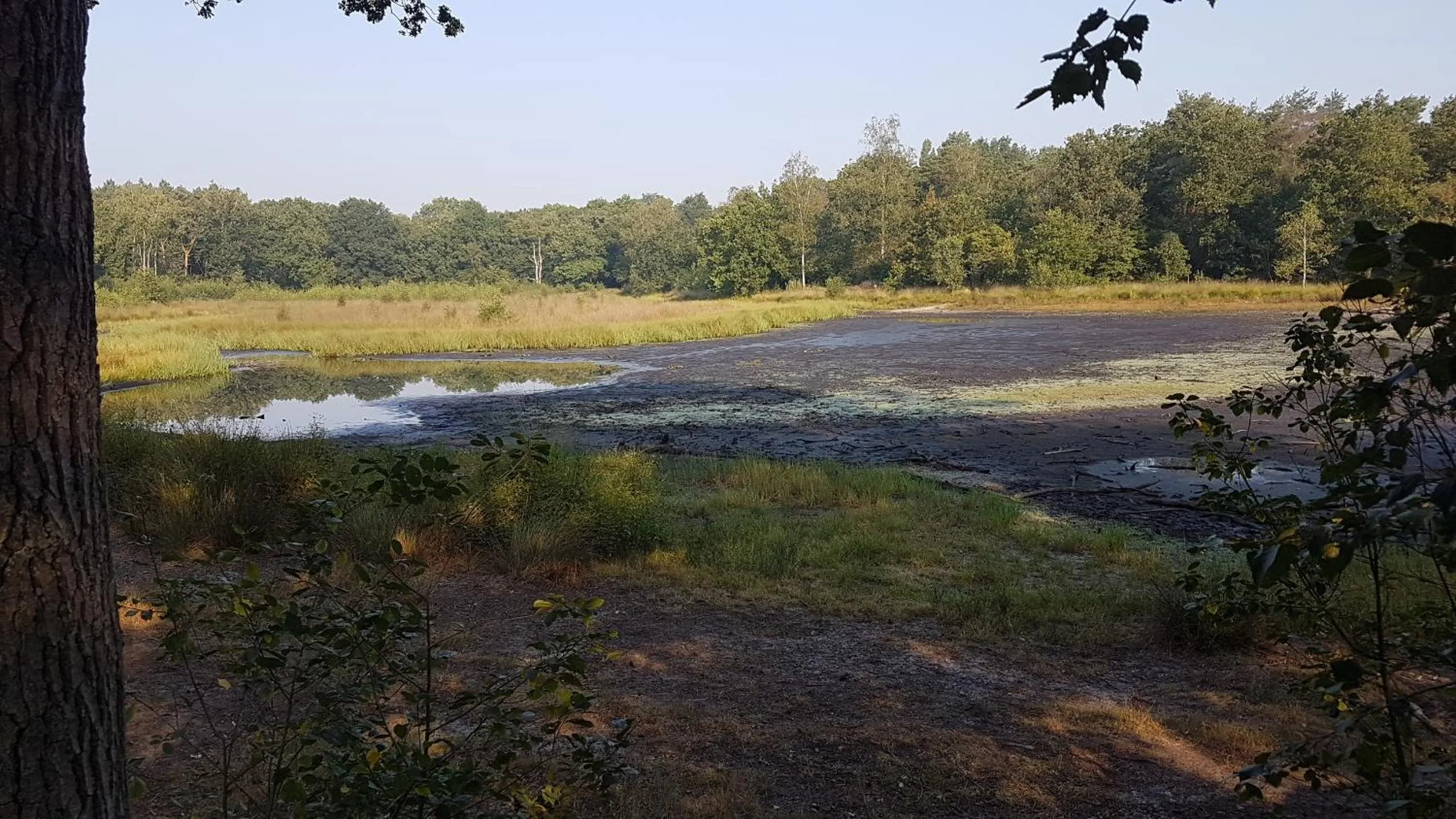 Natural landscape in De Heidestroper