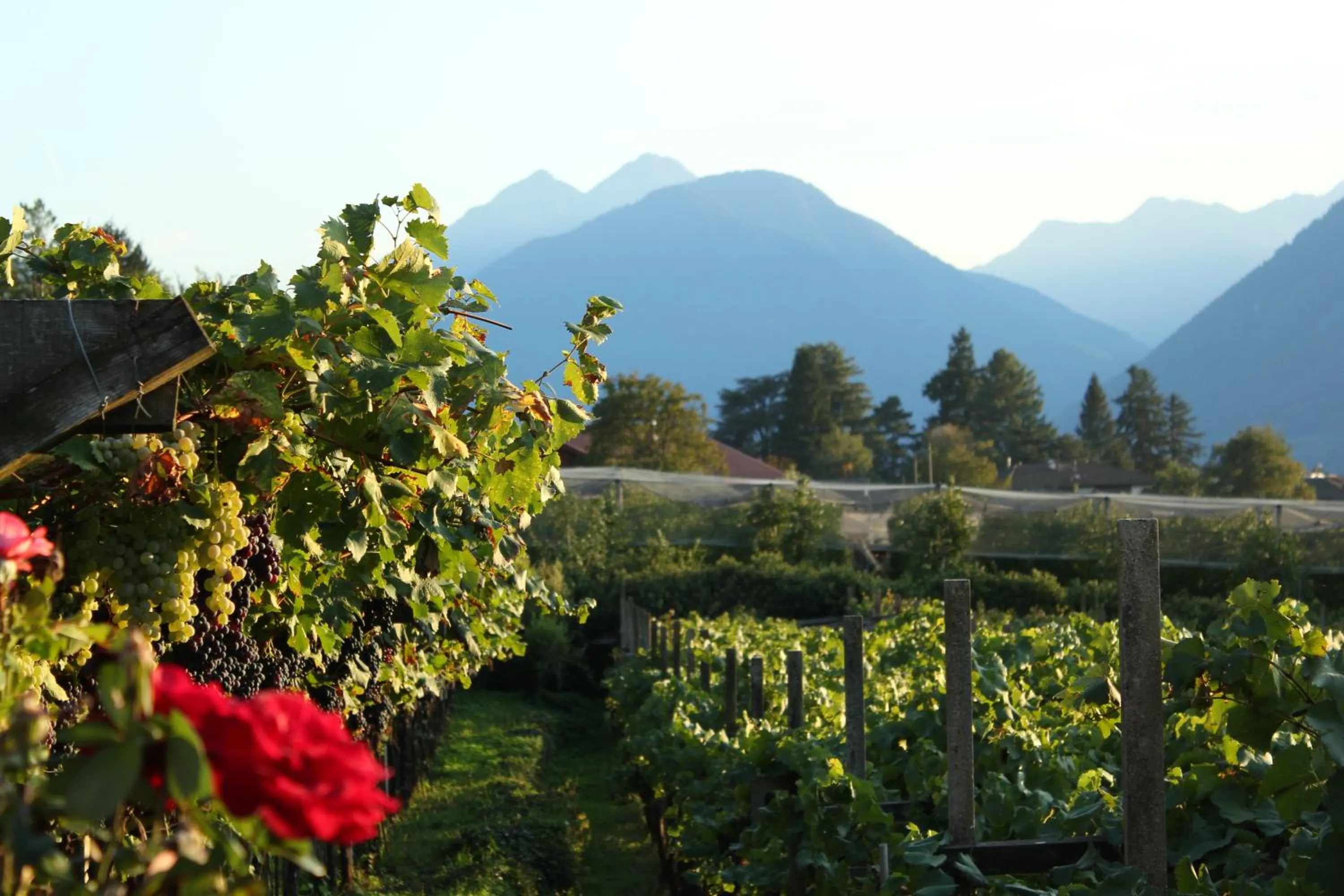 Neighbourhood in Home Suite Home Bed & Breakfast