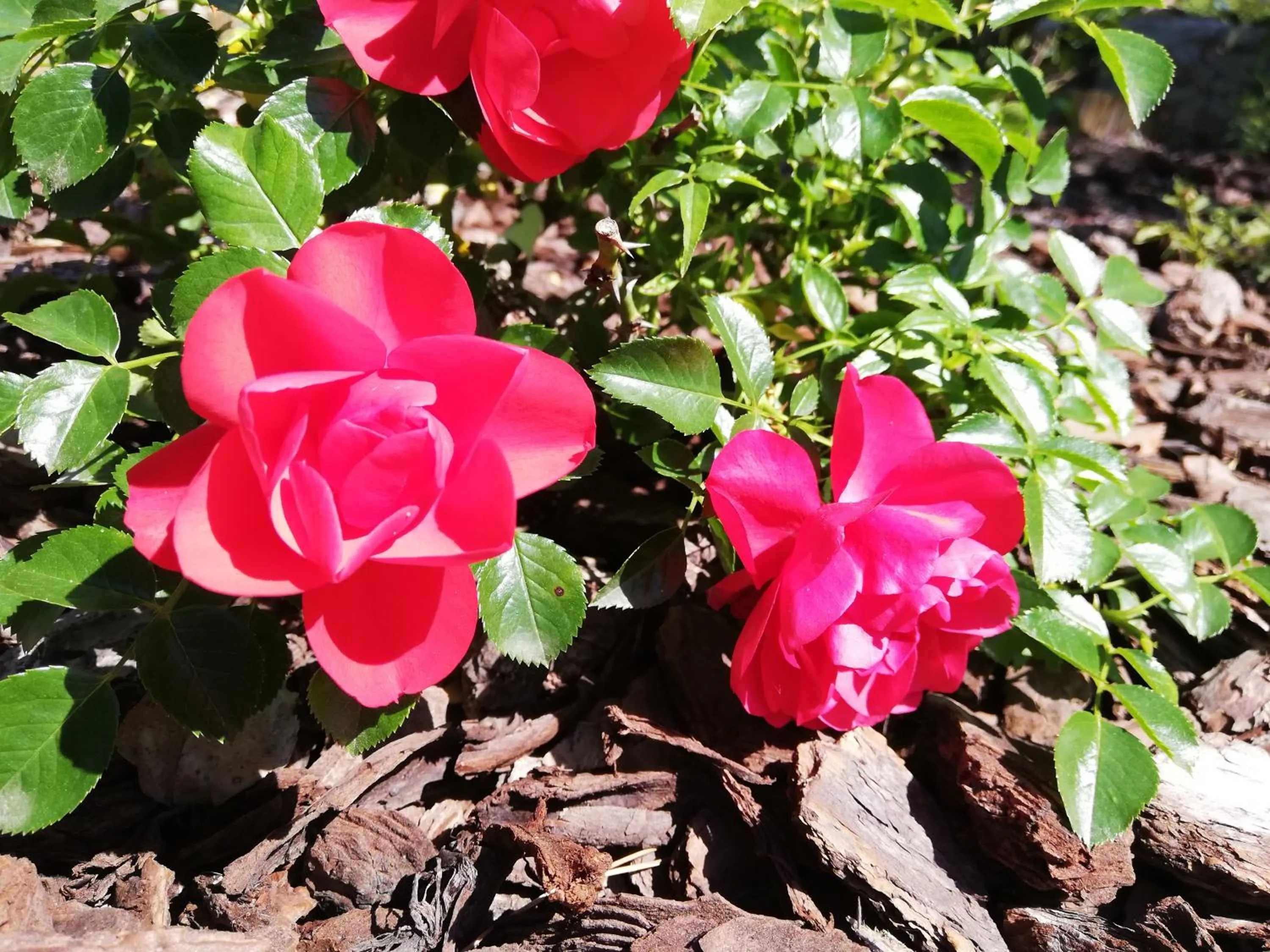 Spring in Le mas de la diligence