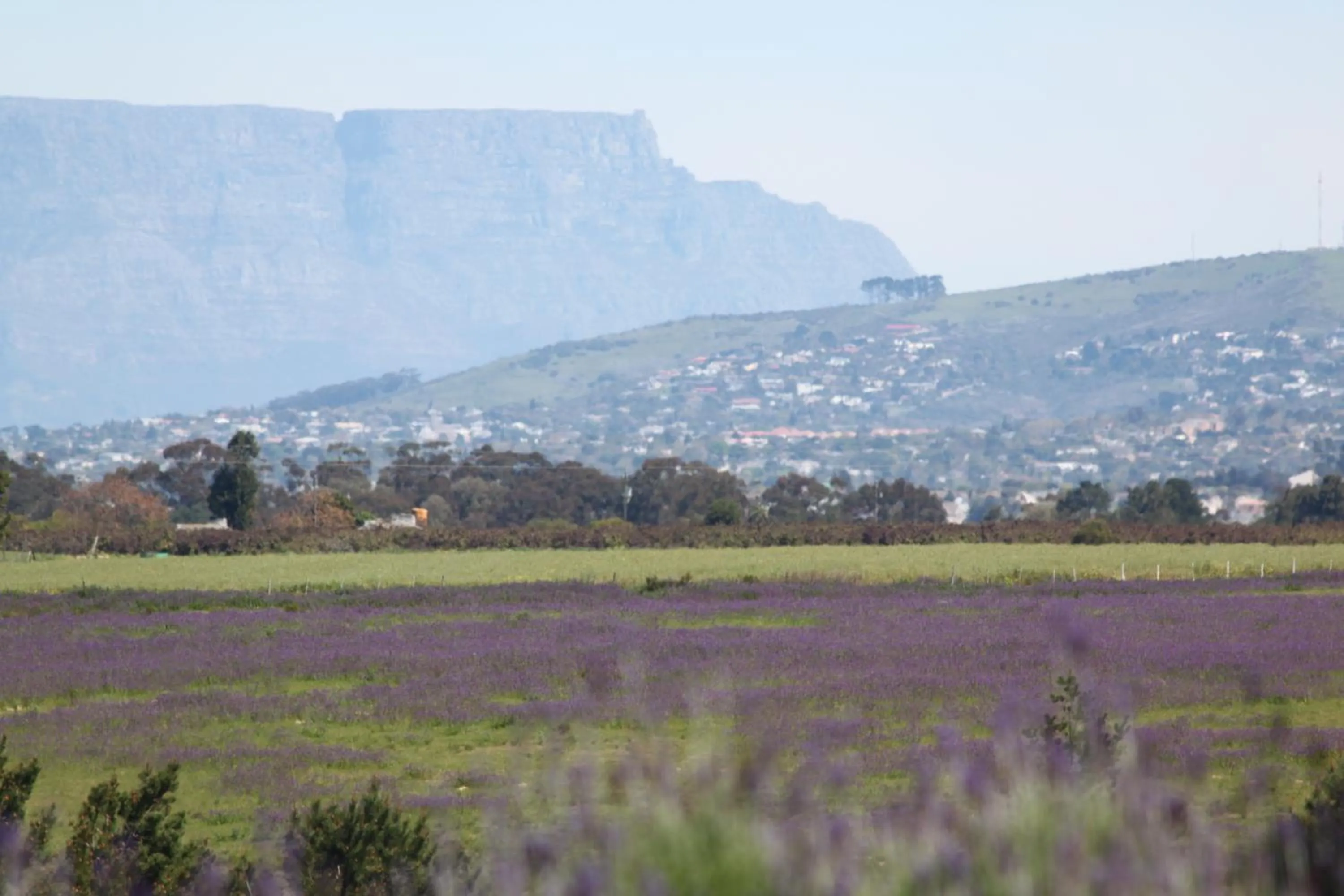 Garden in Hawksmoor House