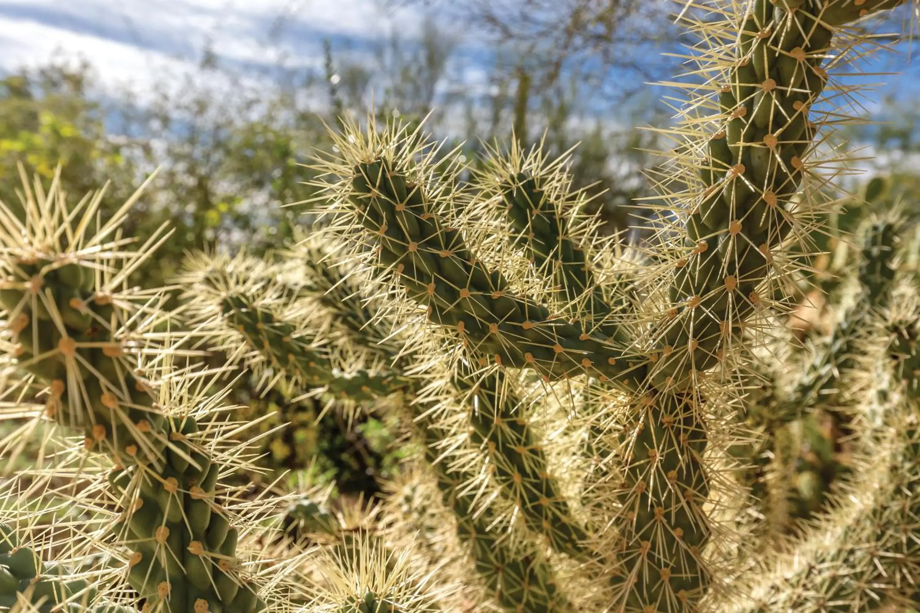 View (from property/room) in Orange Tree Resort View (from property/room) in Orange Tree Resort