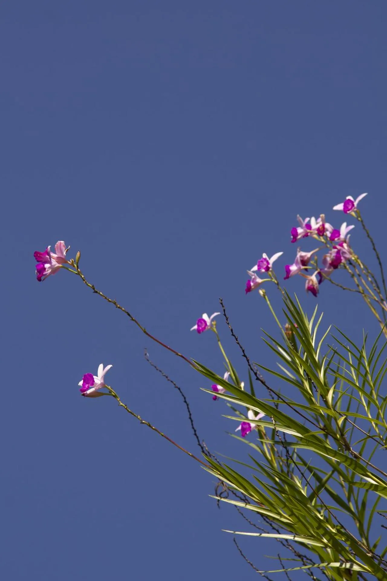 Garden in Pousada Recanto de Paraty