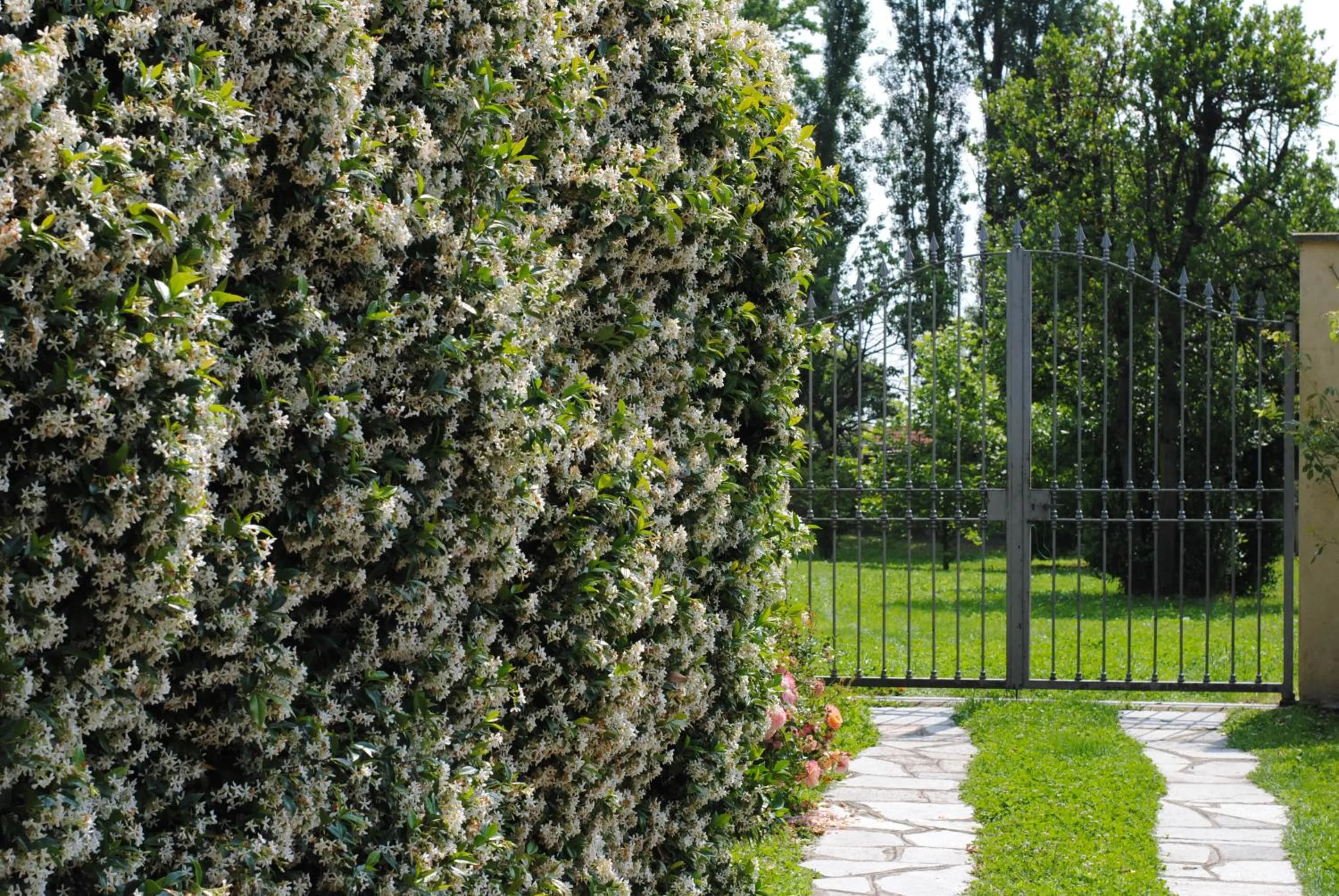 Garden in Villa La Maggiorana
