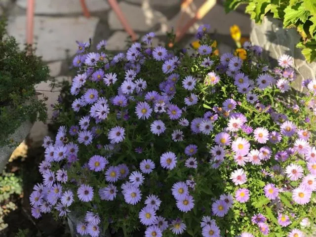 Garden in Les Belles Terrasses