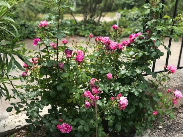 Garden in Les Belles Terrasses