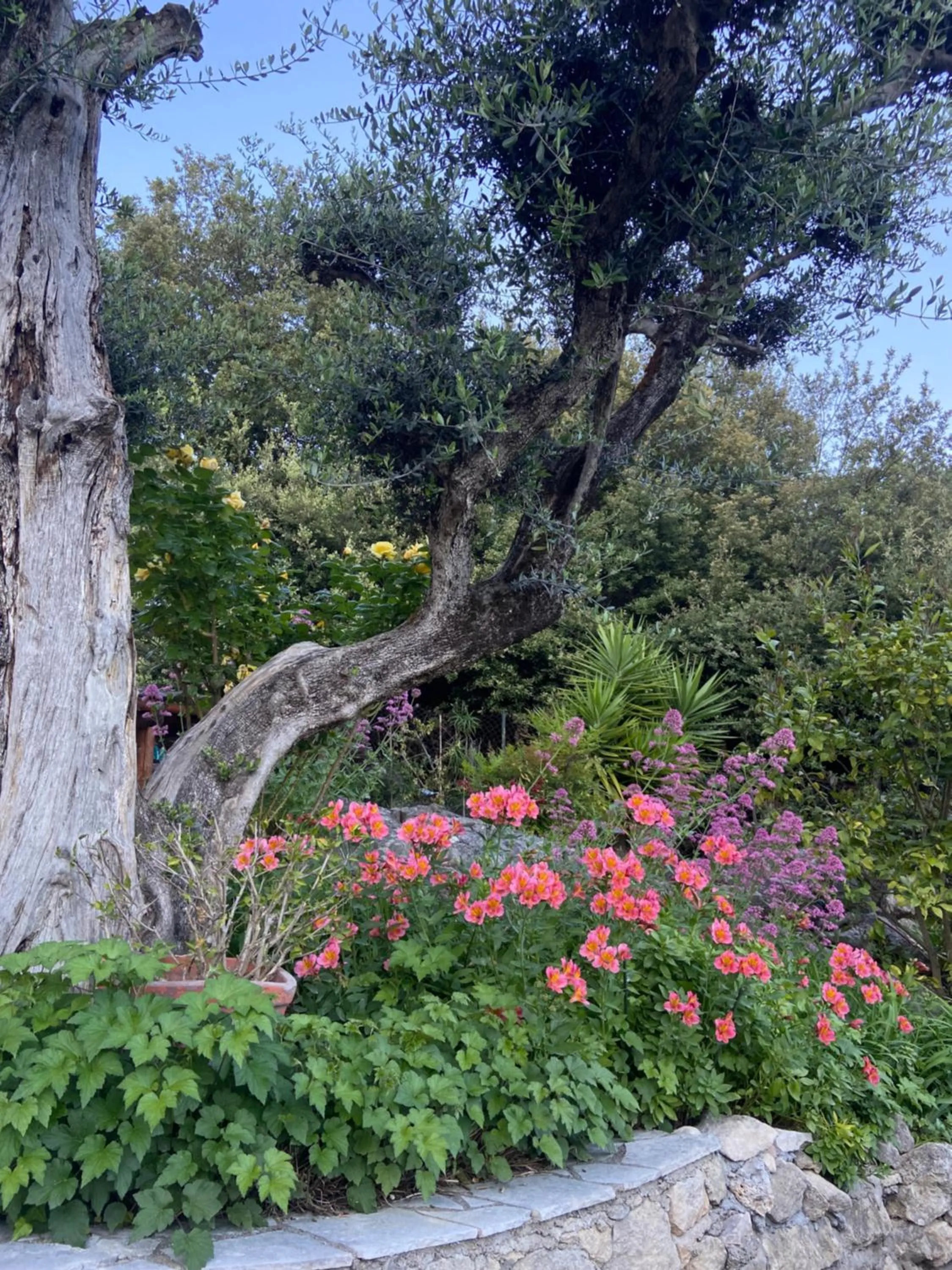 Garden in Les Belles Terrasses