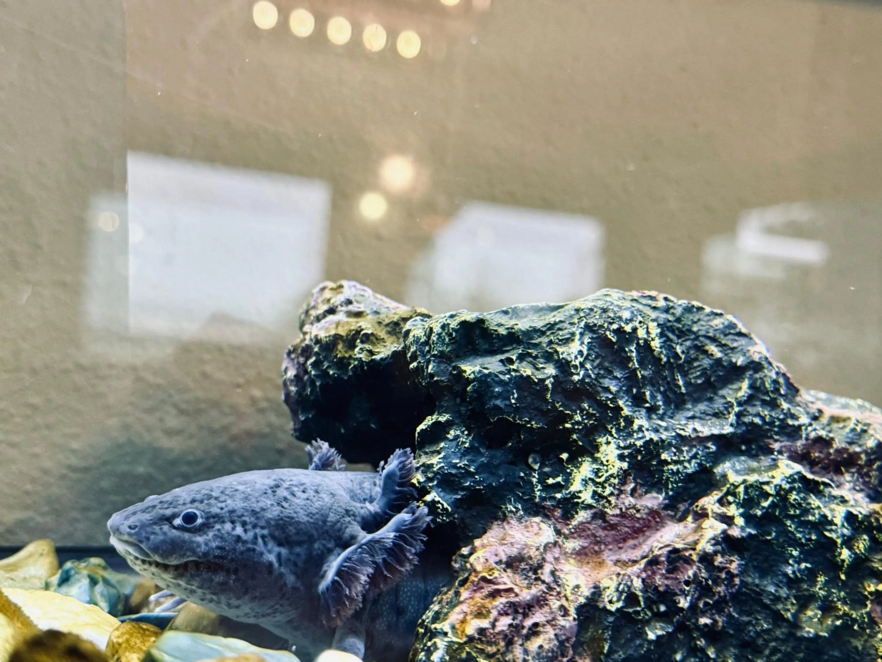 Lobby or reception in The Tillamook Inn