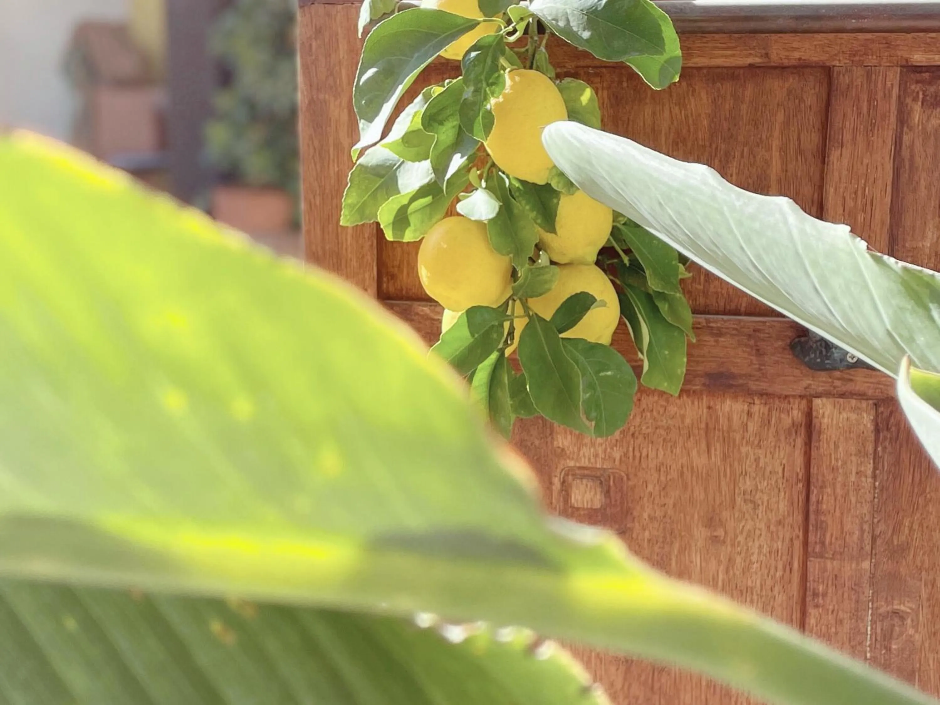 Garden view in La Jabotte