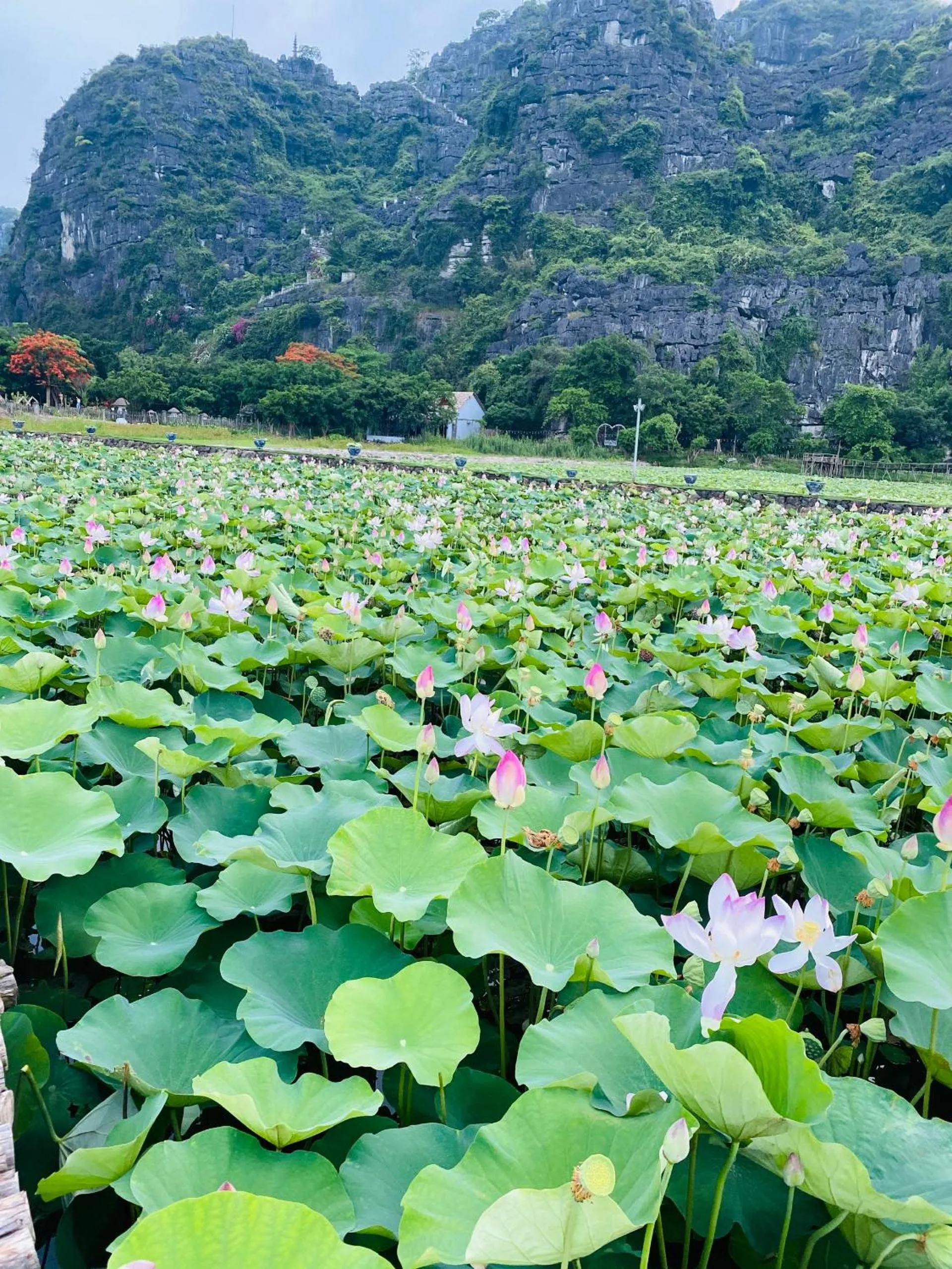 Tam Coc La Montagne Resort & Spa Ninh Binh
