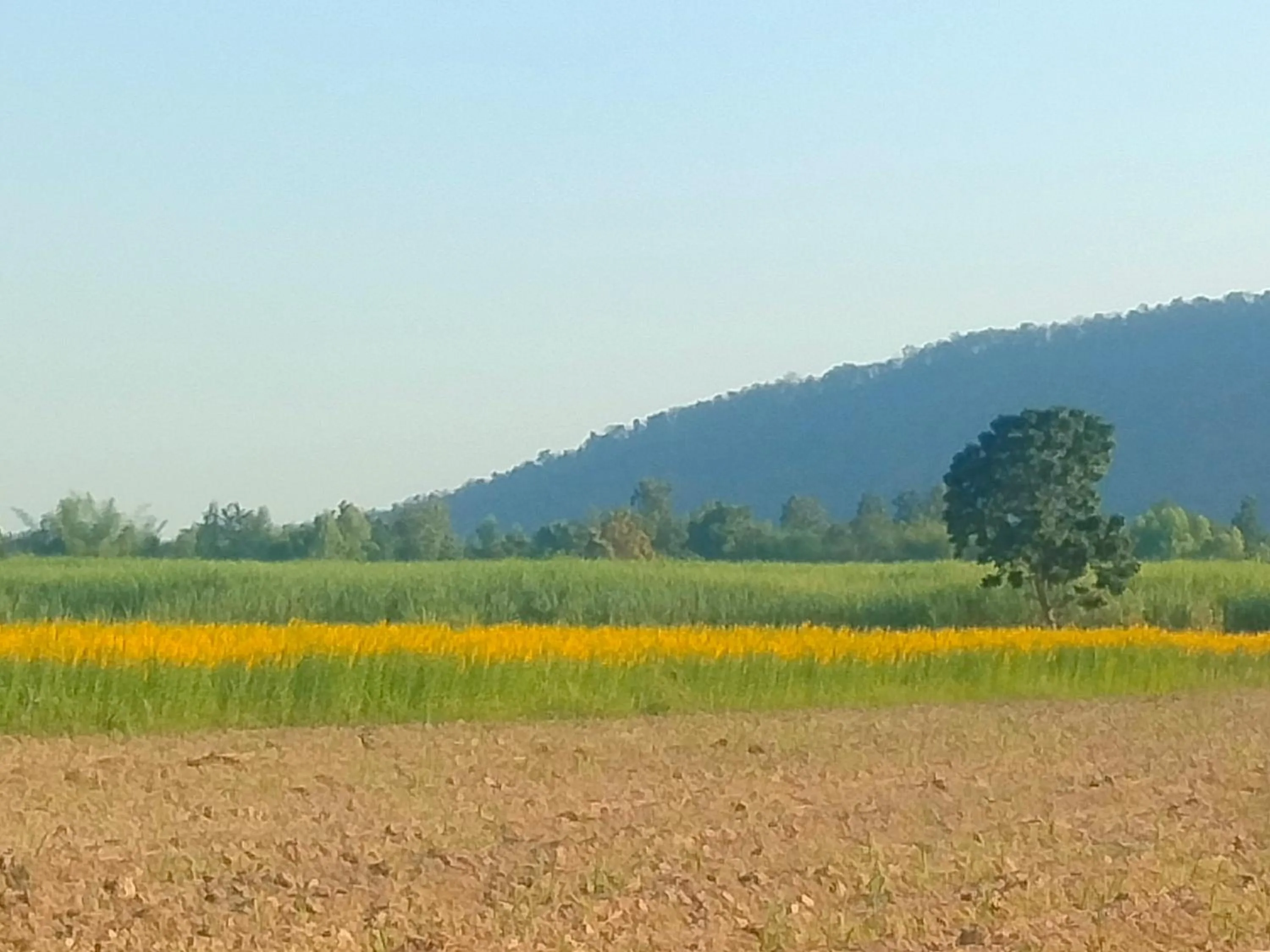 Spring in Mountain View Guesthouse