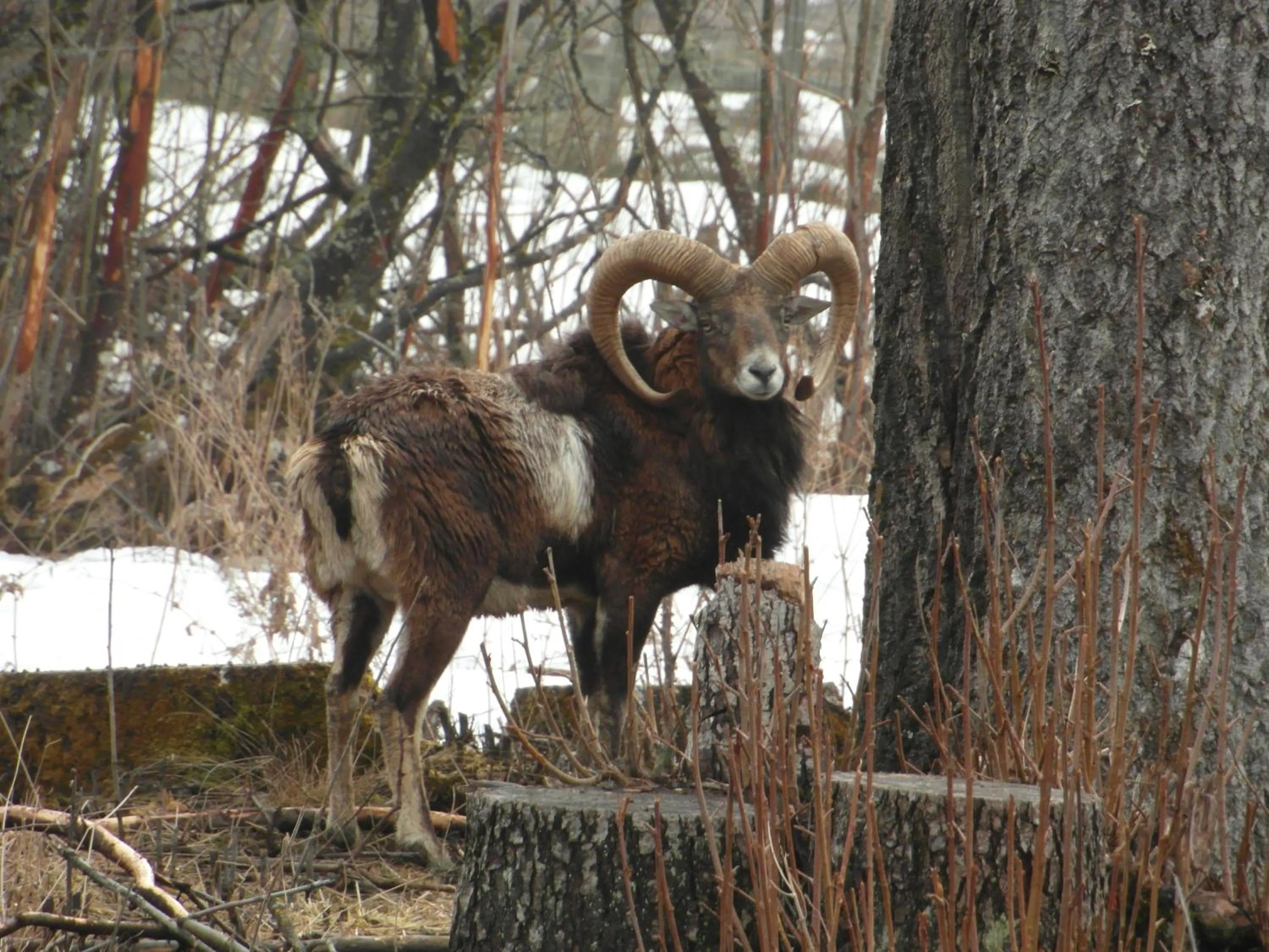 Animals in Öster Malma Hotel