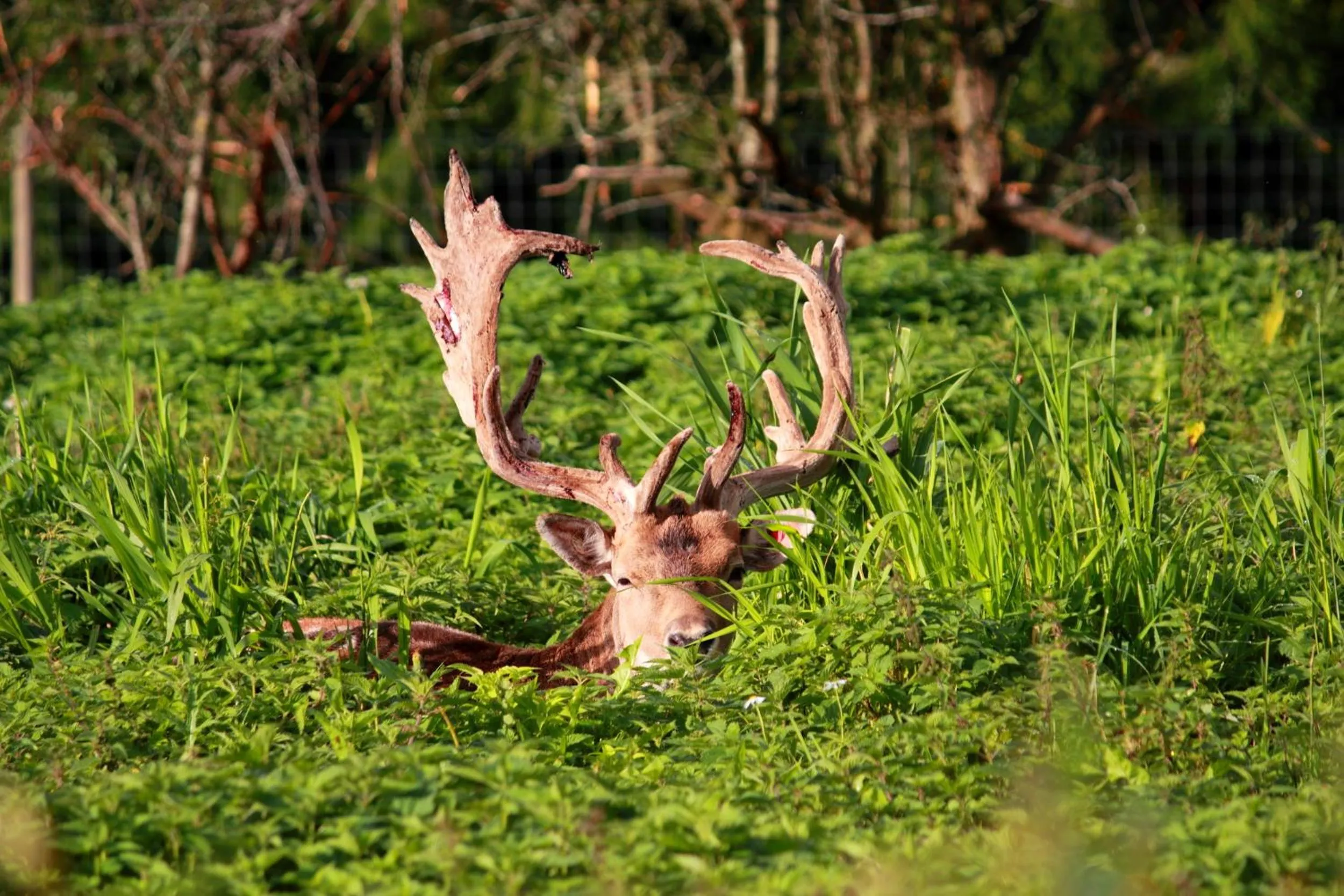 Animals in Öster Malma Hotel