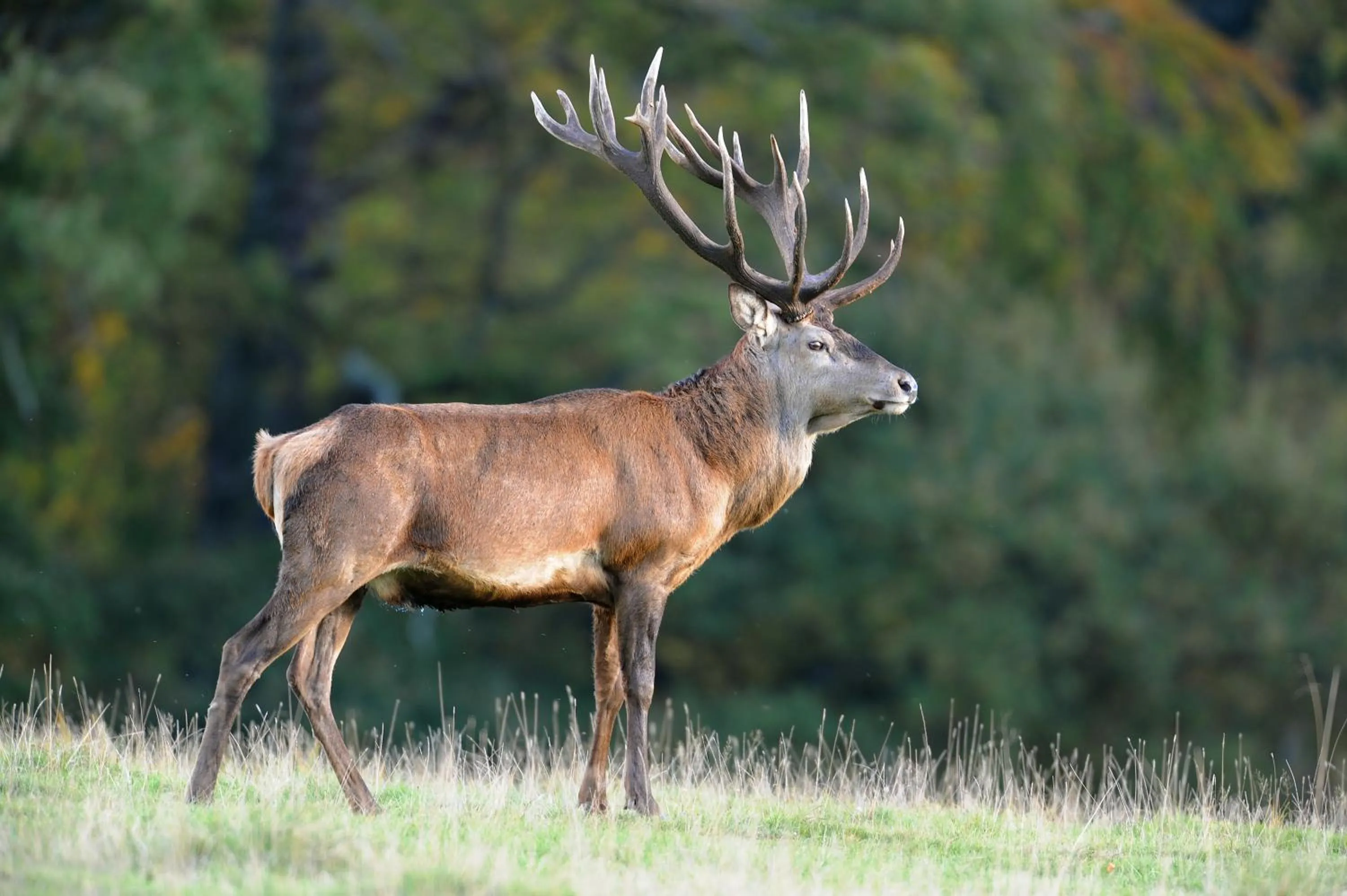 Animals in Öster Malma Hotel
