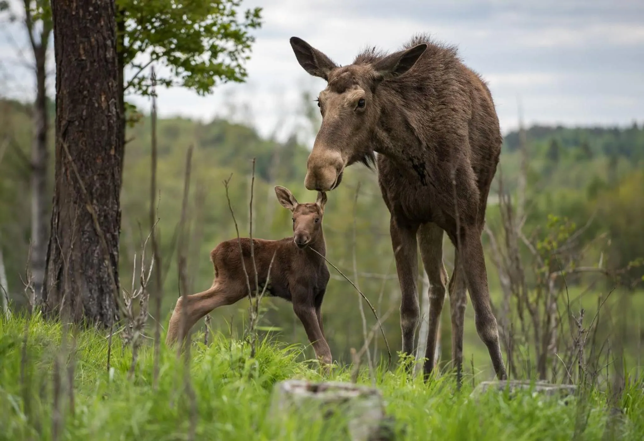 Animals in Öster Malma Hotel