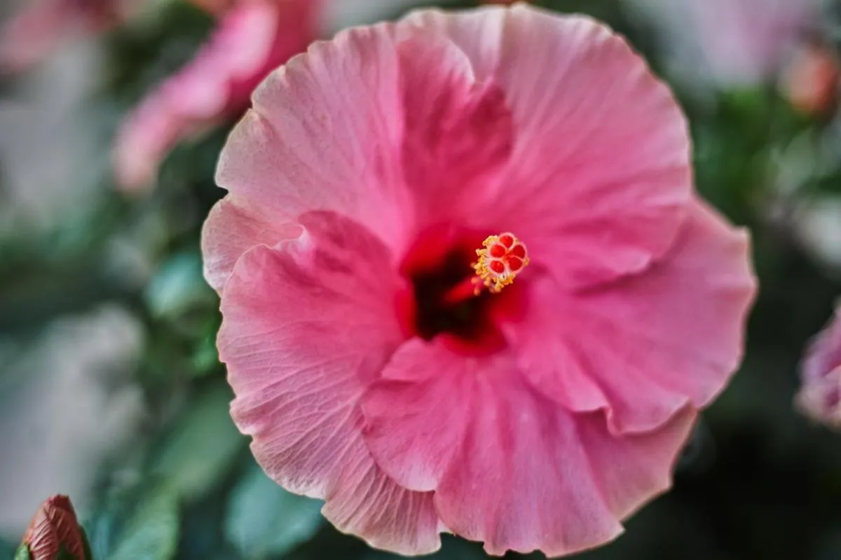 Garden in Mon Boutique Hotel