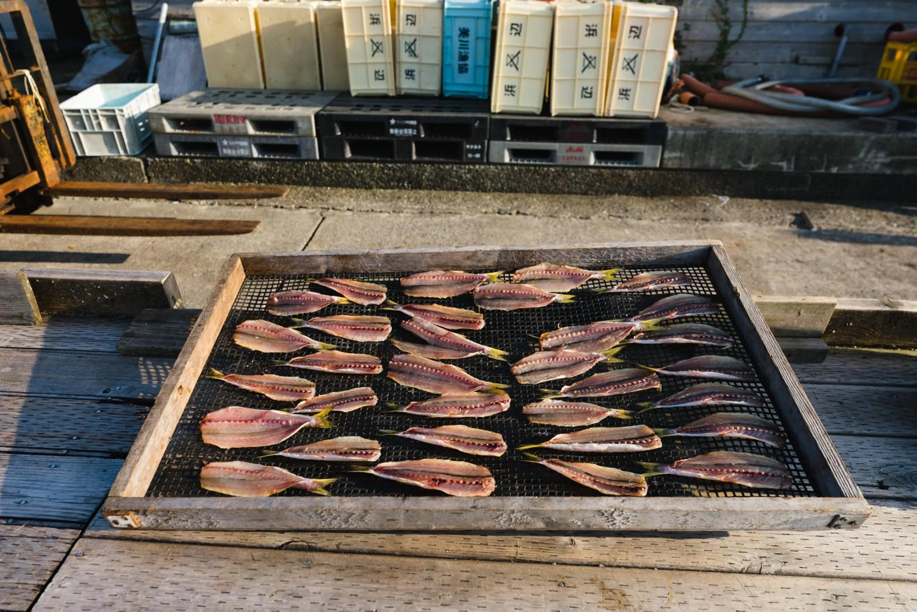 Fishing in B&B MIKAWA - Kanazawa Fish Harbour