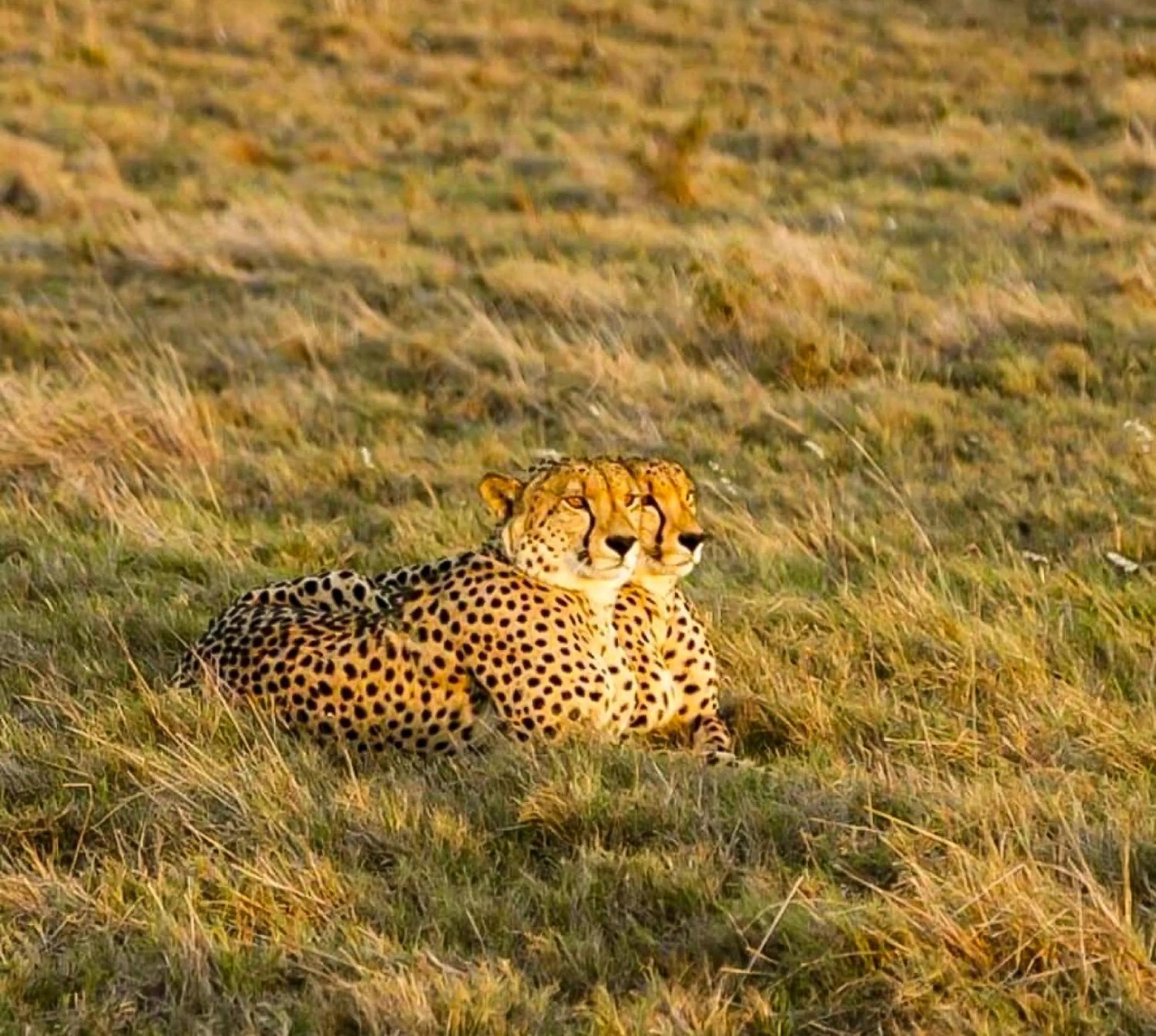 Animals in Gorah Elephant Camp