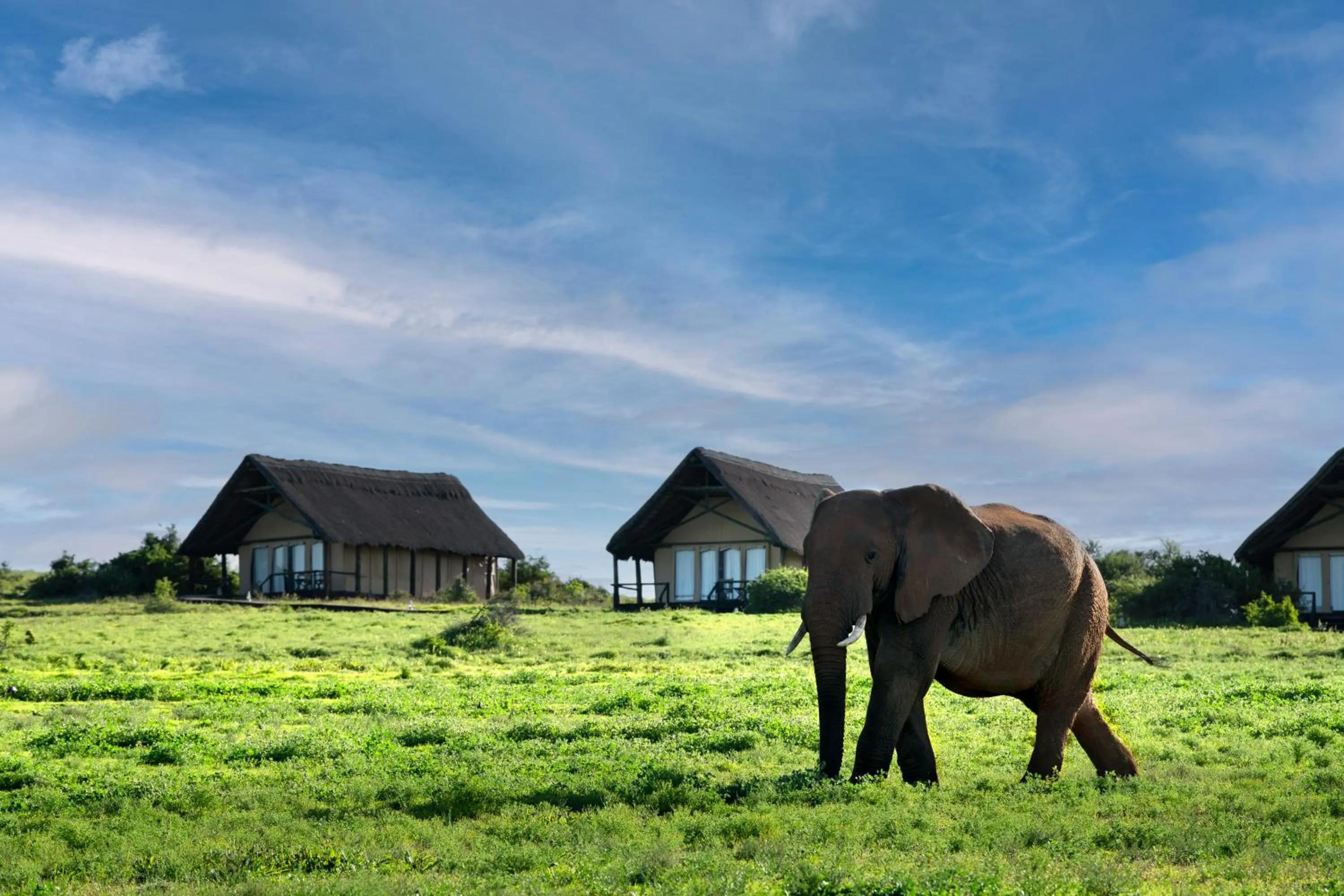 Animals in Gorah Elephant Camp