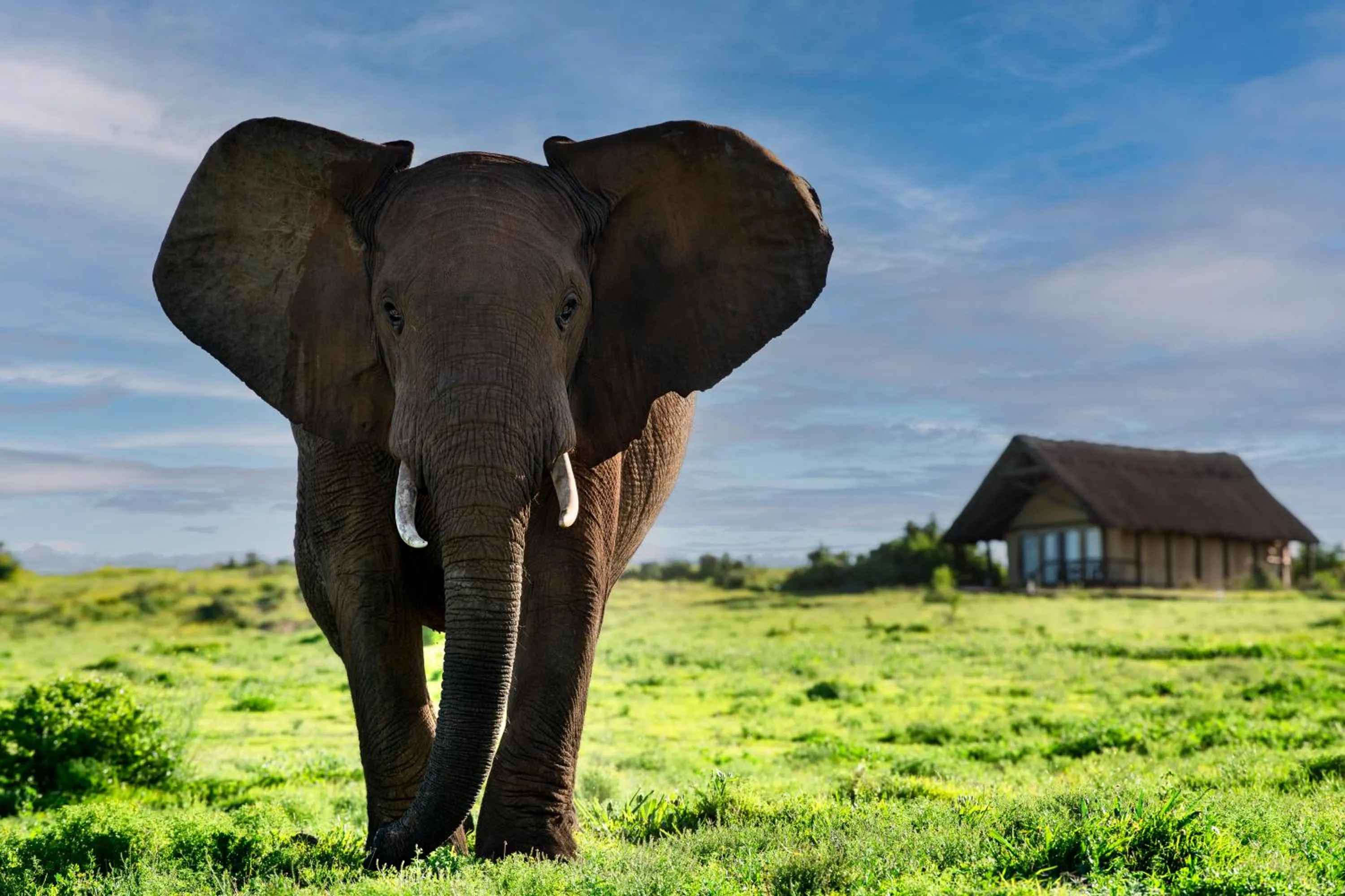 Natural landscape in Gorah Elephant Camp