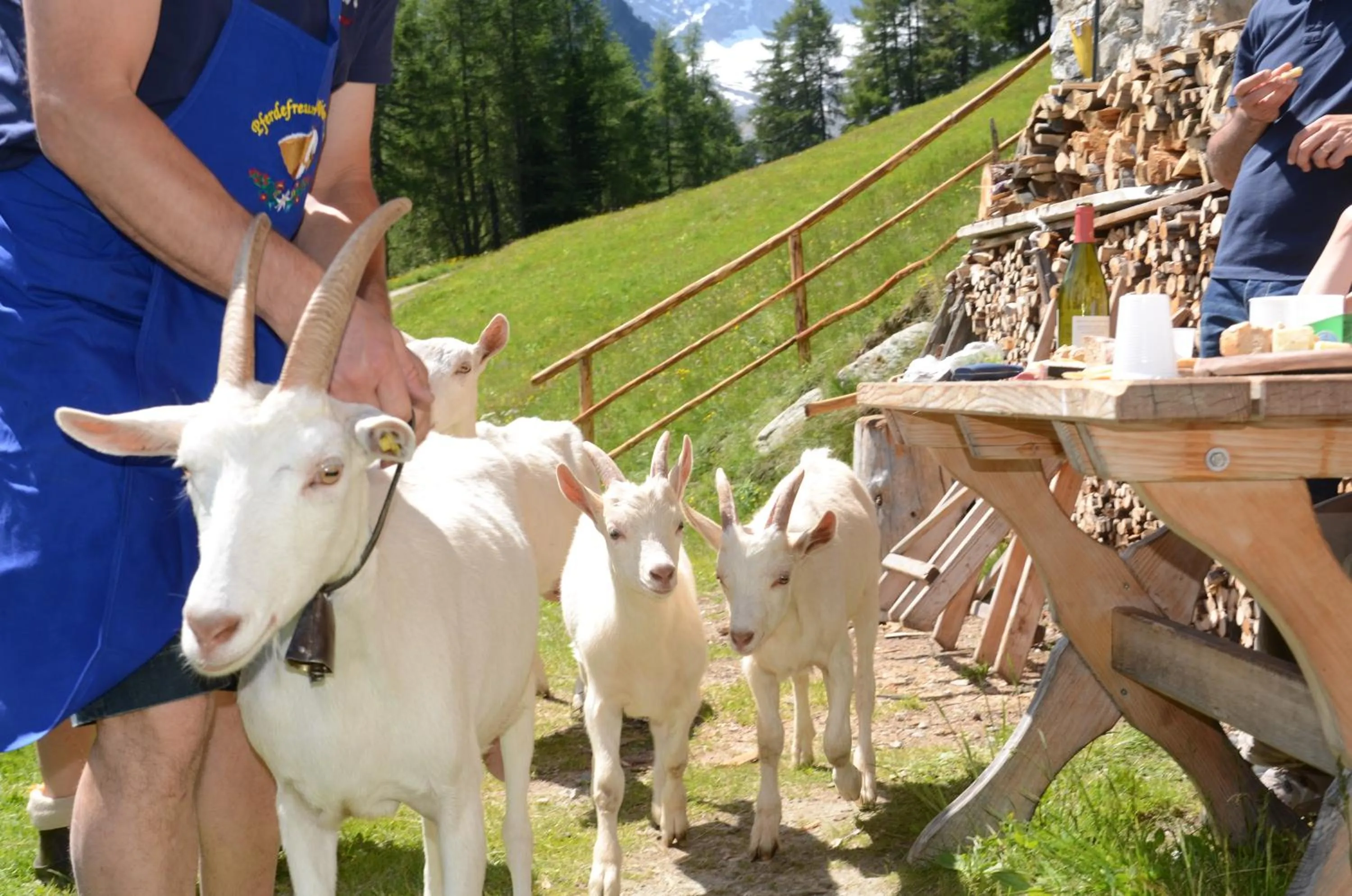 Animals in Hotel Bacher