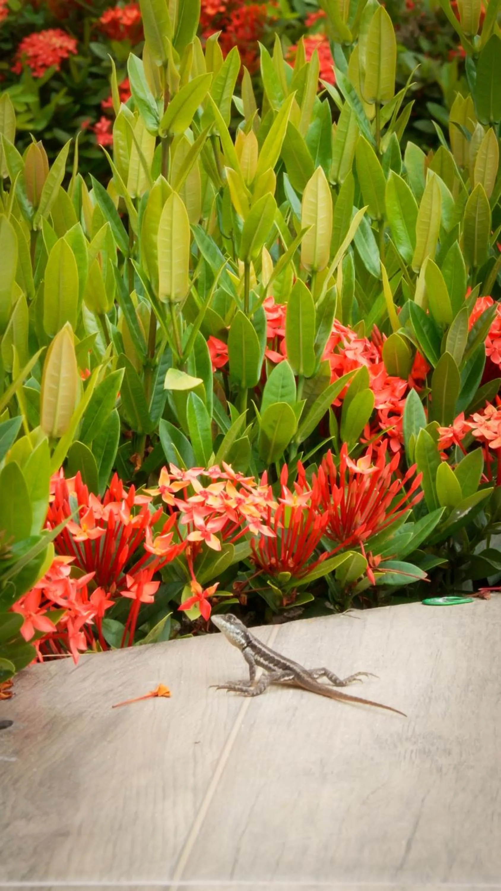 Garden in Bem Bahia Hotel - Rede Bem Bahia